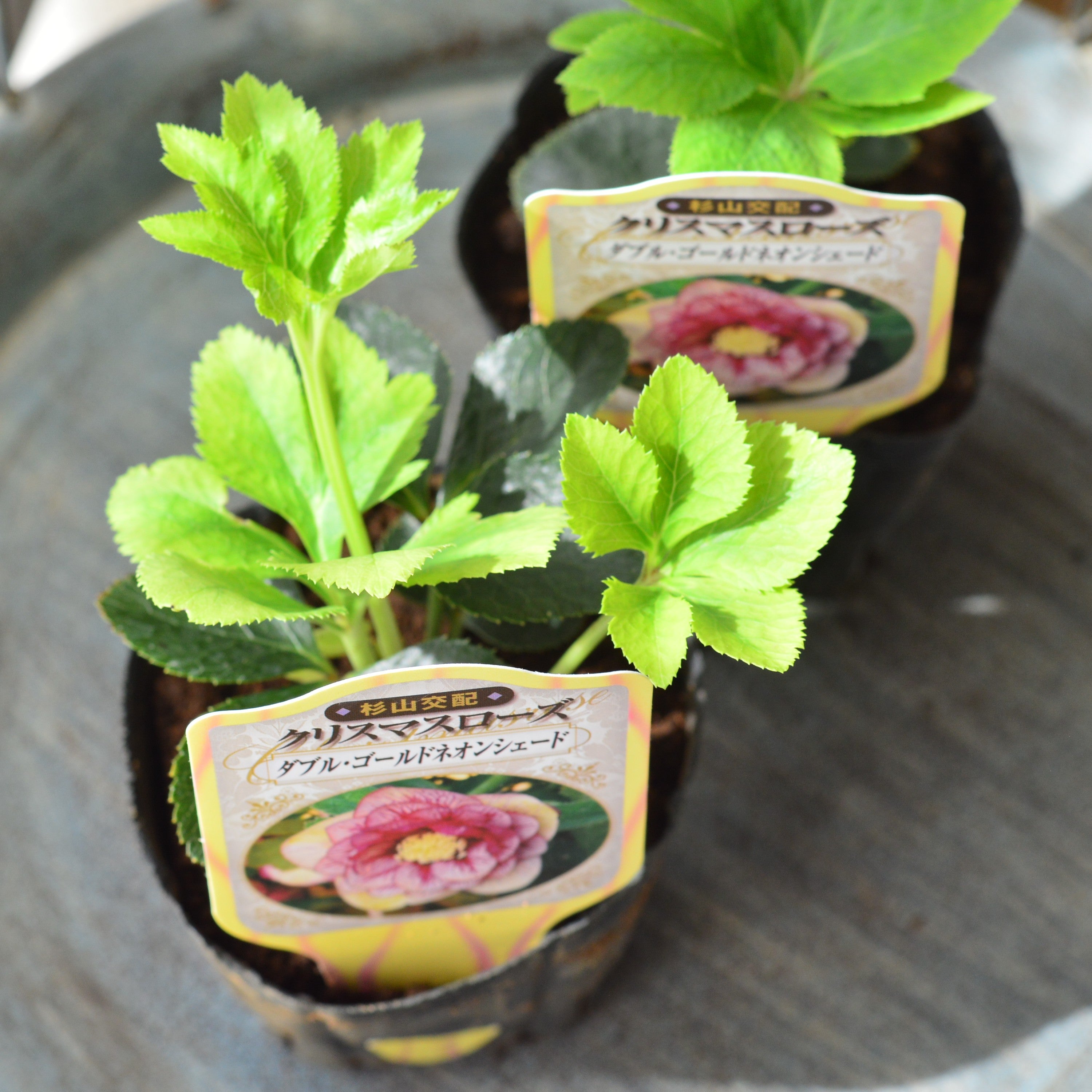【杉光園芸さん】  クリスマスローズ　『ダブル・ダブルゴールドネオンシェード』　　3寸POT