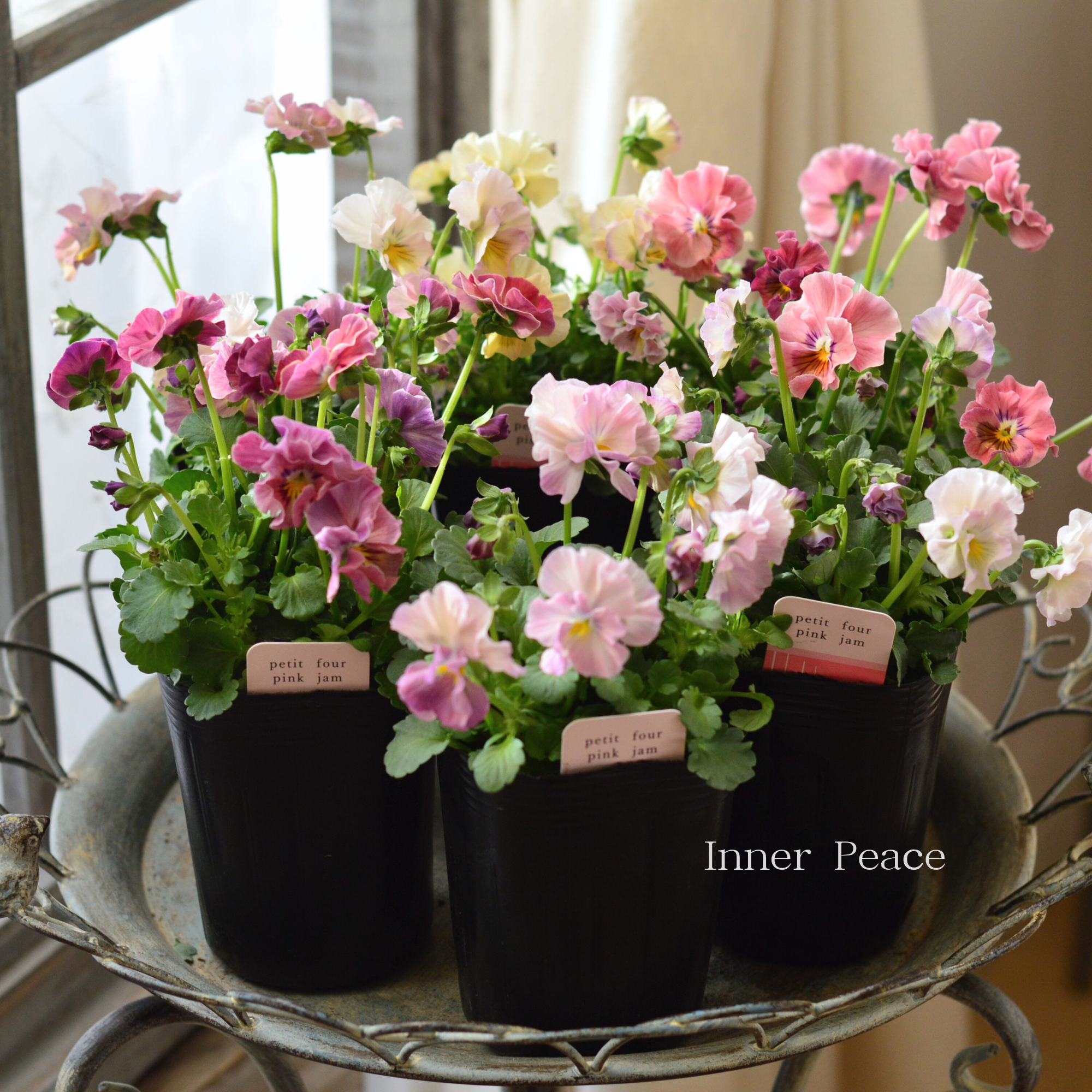 【ハルグリンさん】 ビオラ　『プティフール・ピンクジャム』　　3寸POT