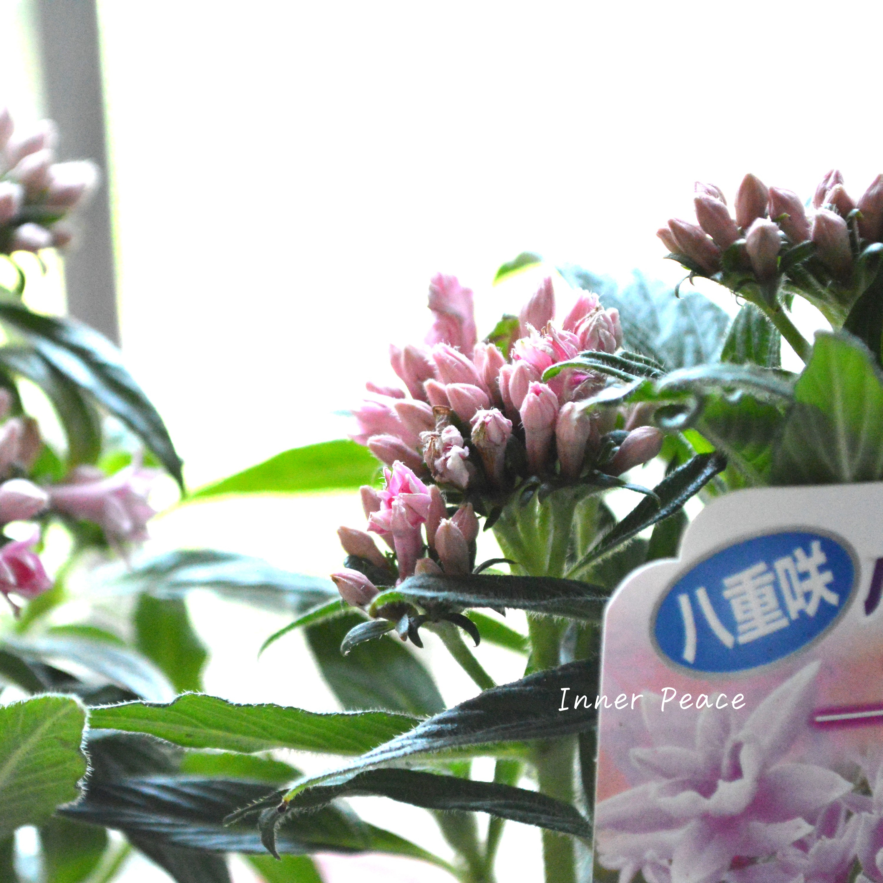 【暑さに強い】 八重咲きペンタス 『ライカ・ピンク』　3.5寸POT