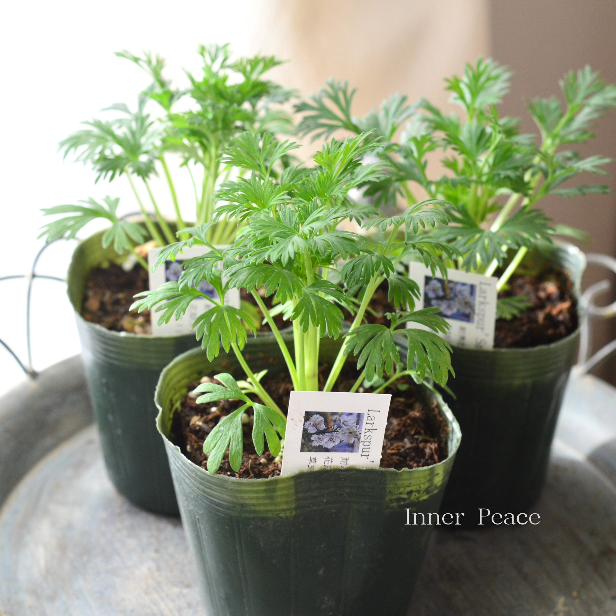 【美しい】 ラークスパー 『スモーキーアイズ』　　3寸POT