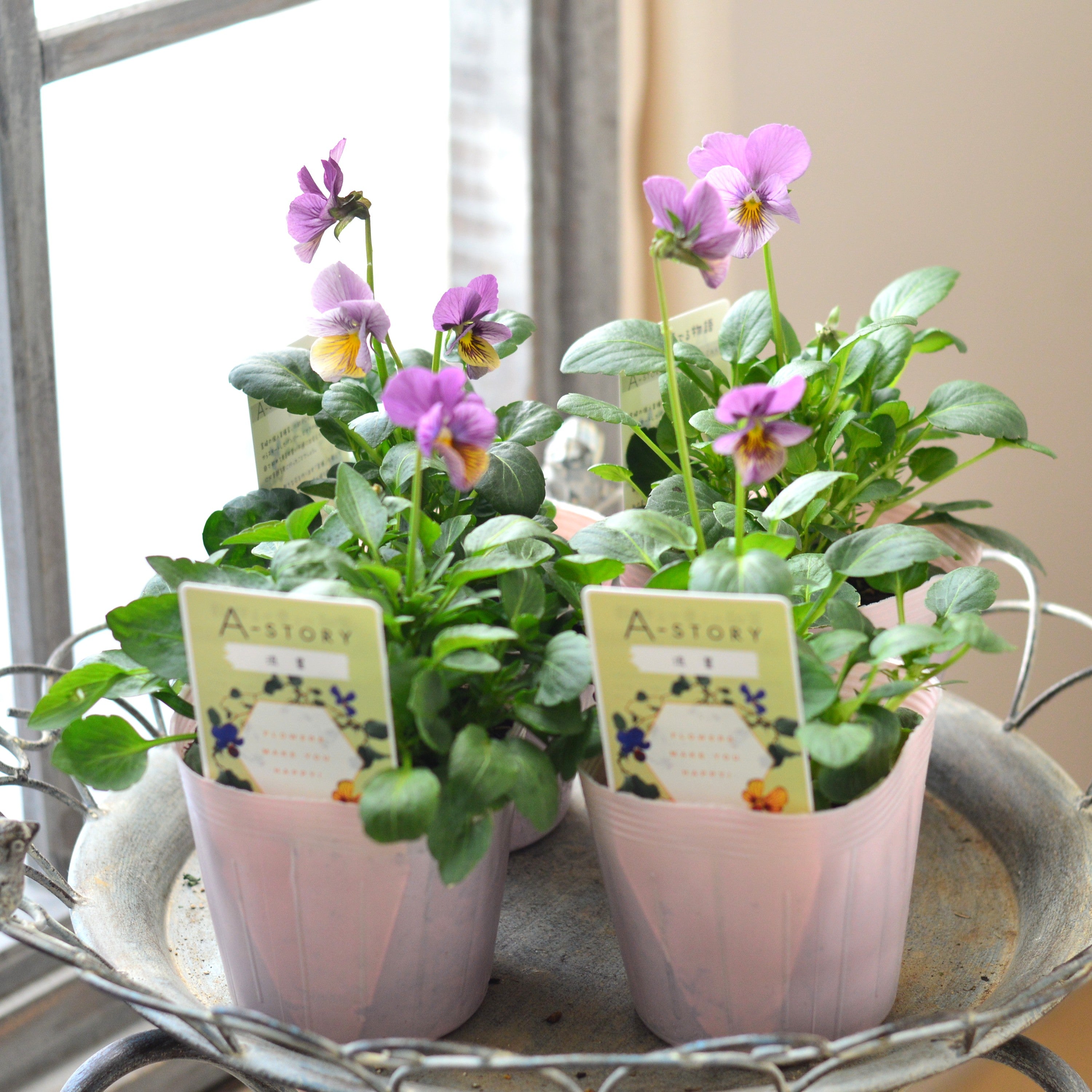 石村あさみさん育種】 ビオラ 『A-STORY・流星 ピンク系』 3.5寸POT