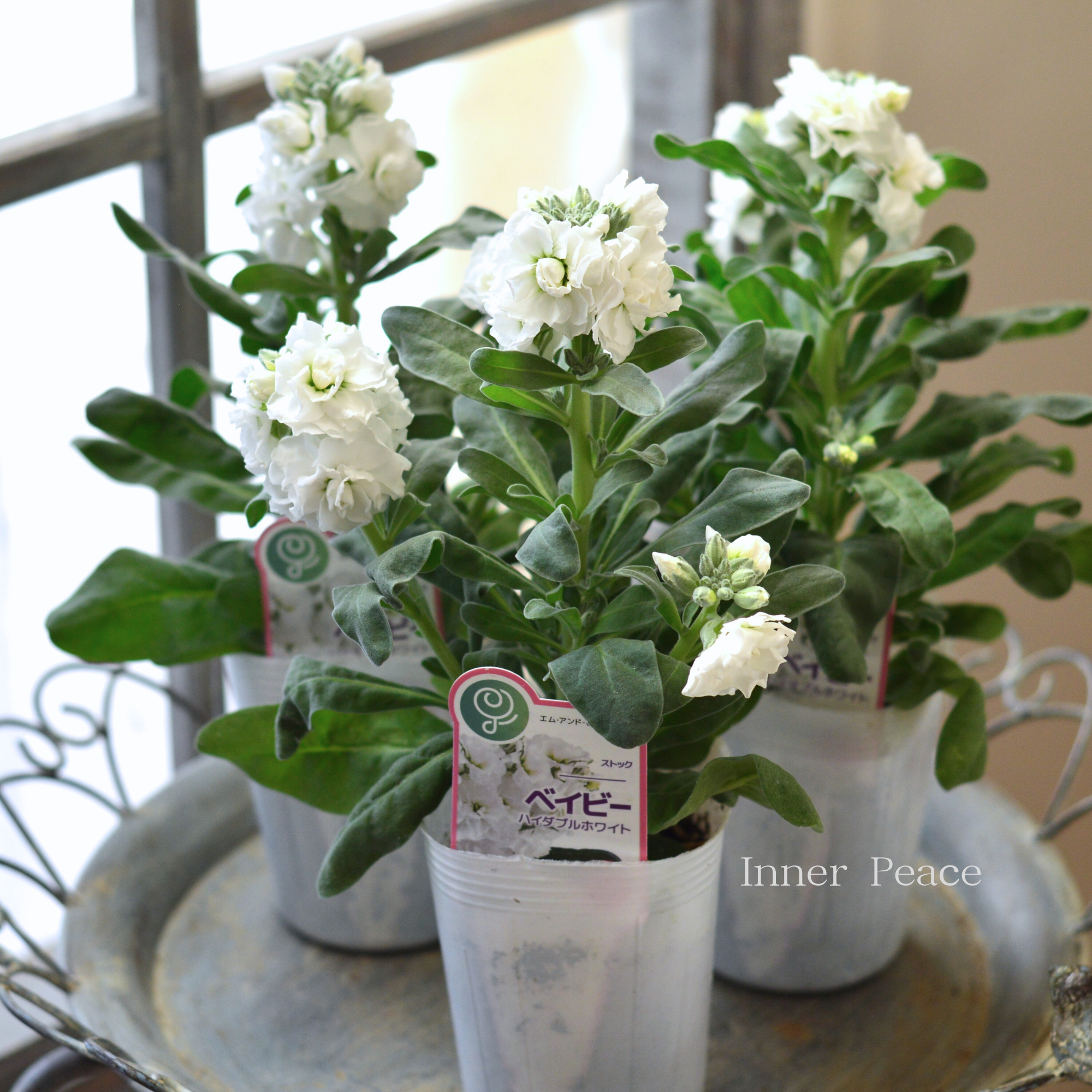 【八重咲き】 ストック ベイビー   『ハイダブルホワイト』　  3寸ロングPOT