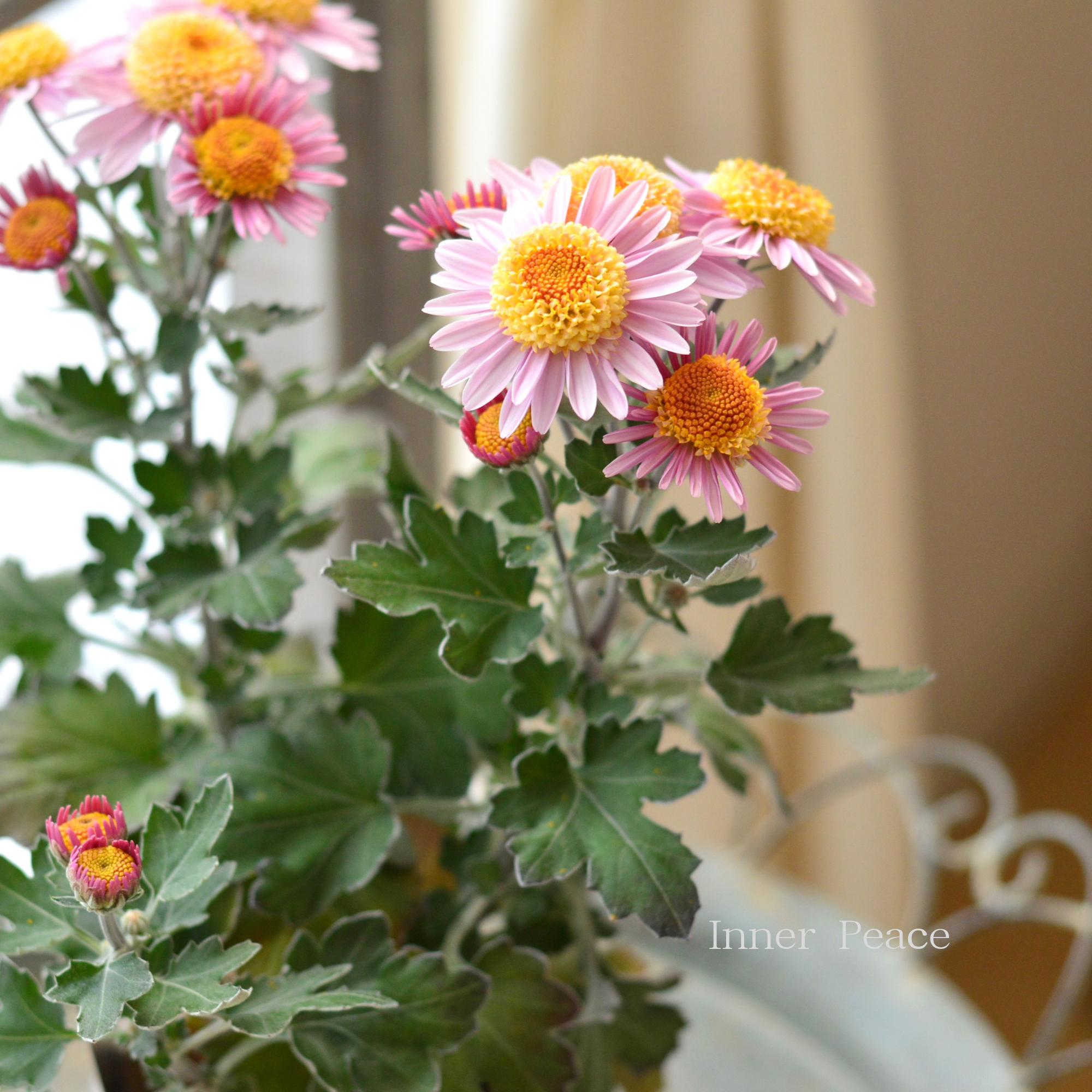 【かわいい】 フローズンマム　『メローピンク』　3.5寸POT