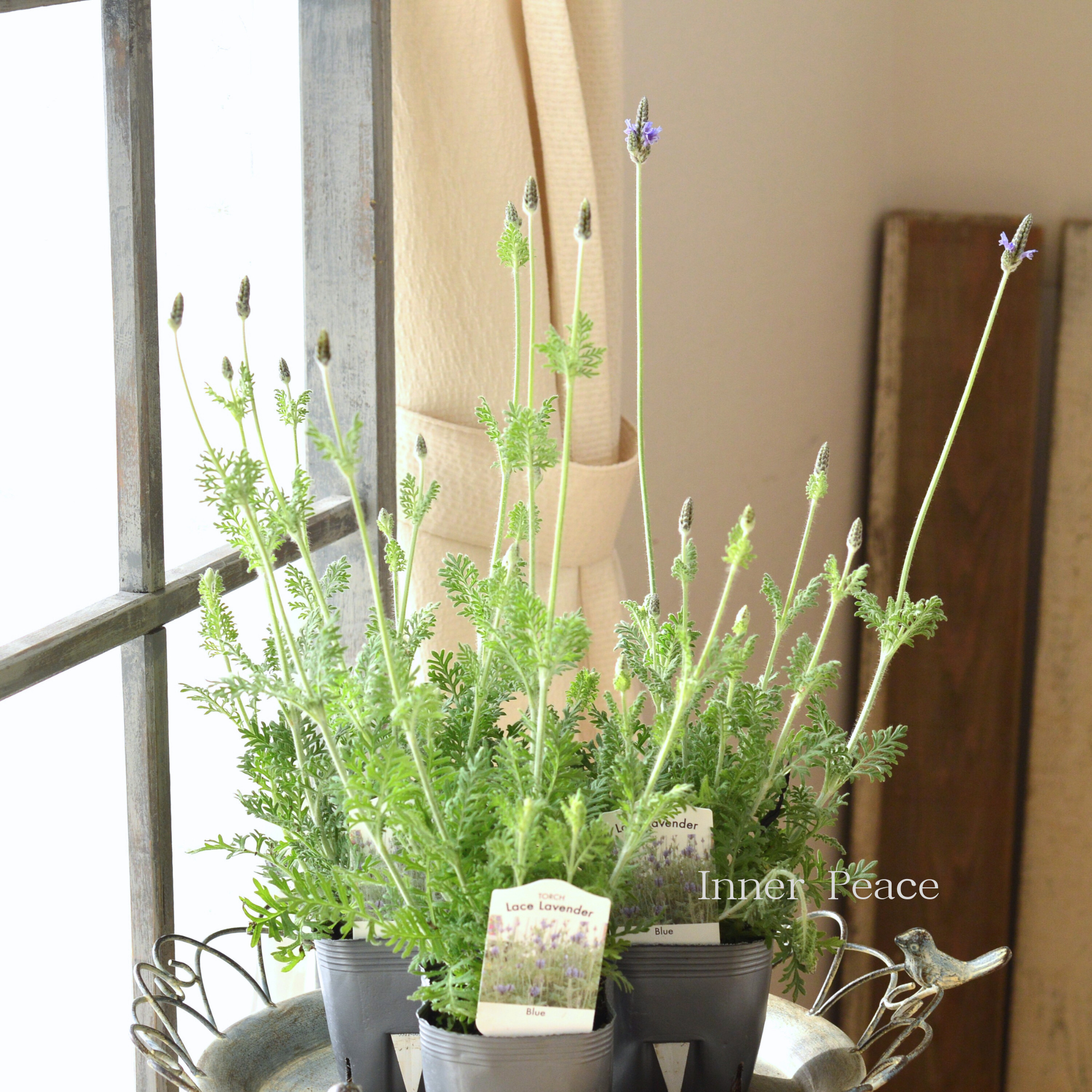 【美しい】 レースラベンダー 『トーチ・ブルー』 　3.5寸POT