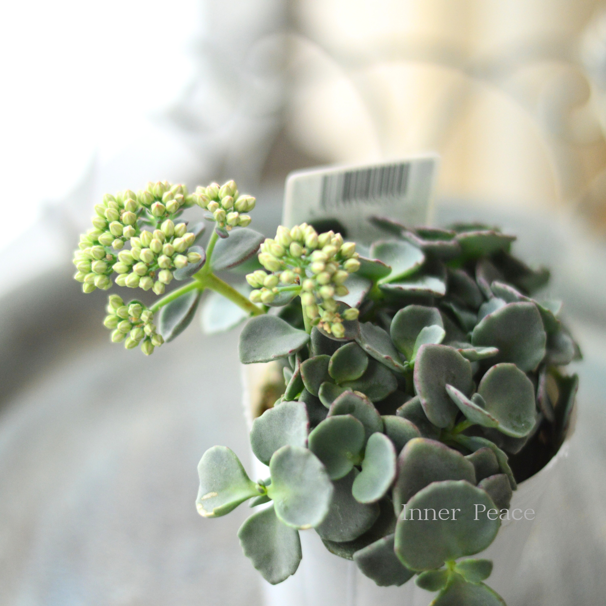 【寒さに強い】越中ミセバヤ　3寸POT