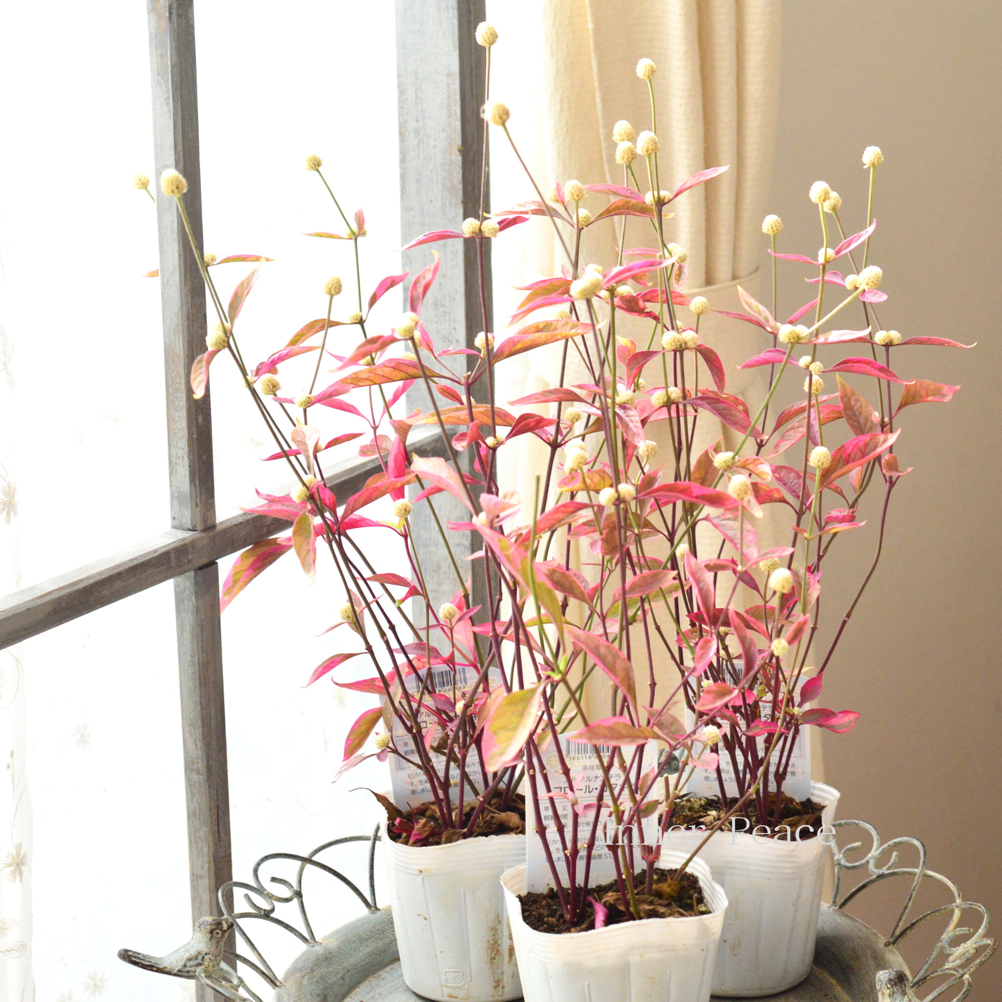 【寄せ植えに】 アルテルナンテラ　『フロール・コタキ』　3寸POT