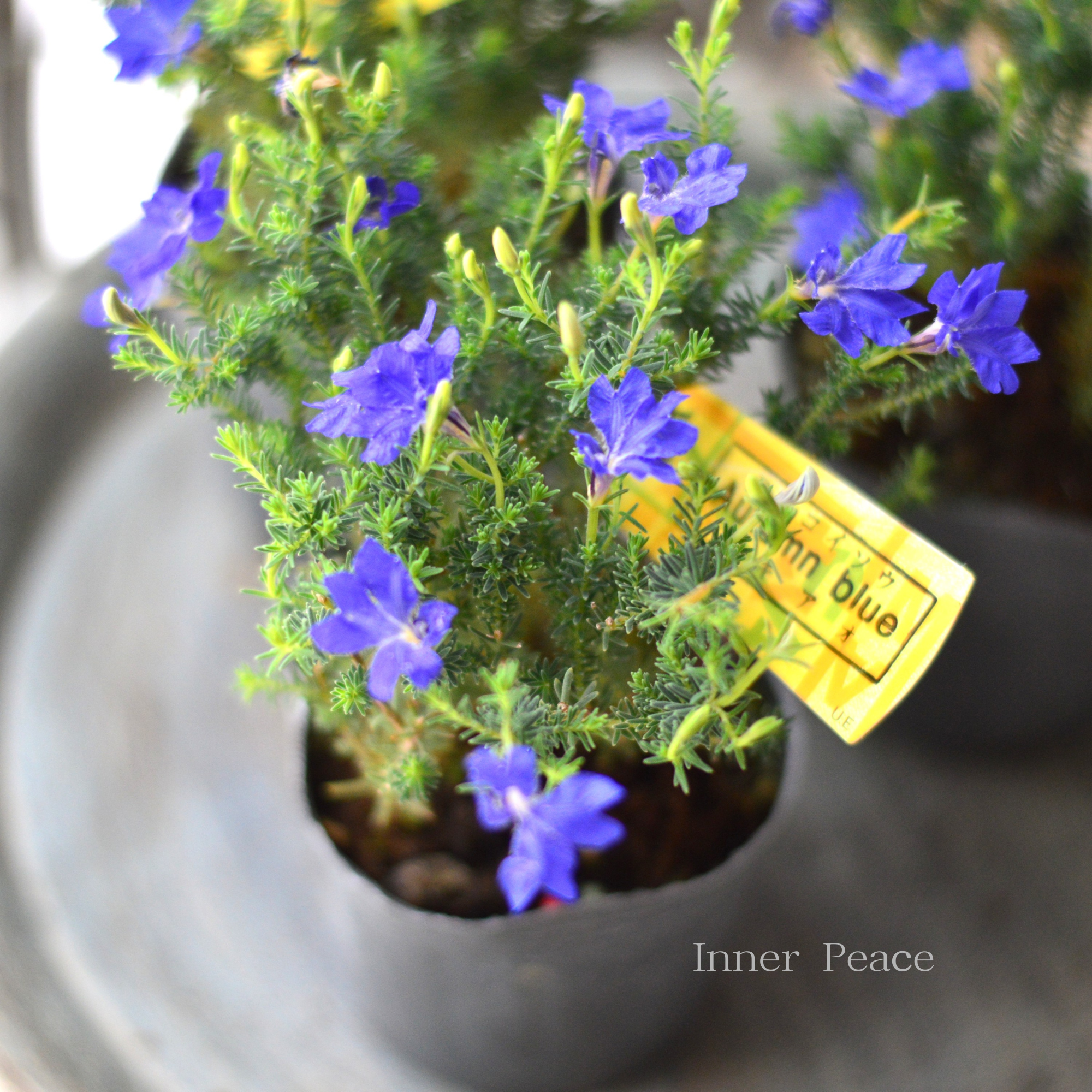 【美しい】 ハツコイソウ　『秋青～アキアオ～』　　3寸POT