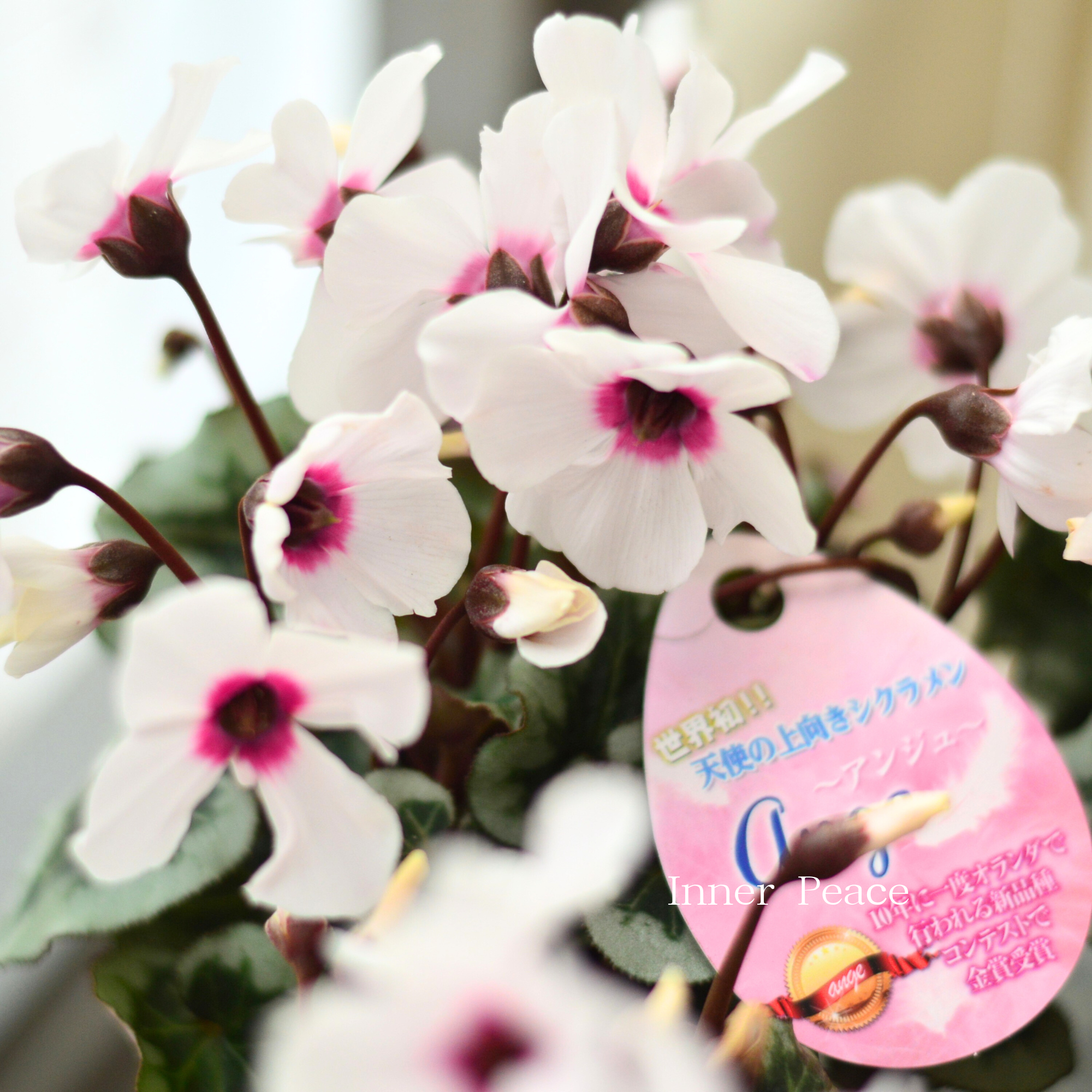 【大栄花園さん】 ミニシクラメン　『ange～アンジュ～』　 2.5寸硬質POT