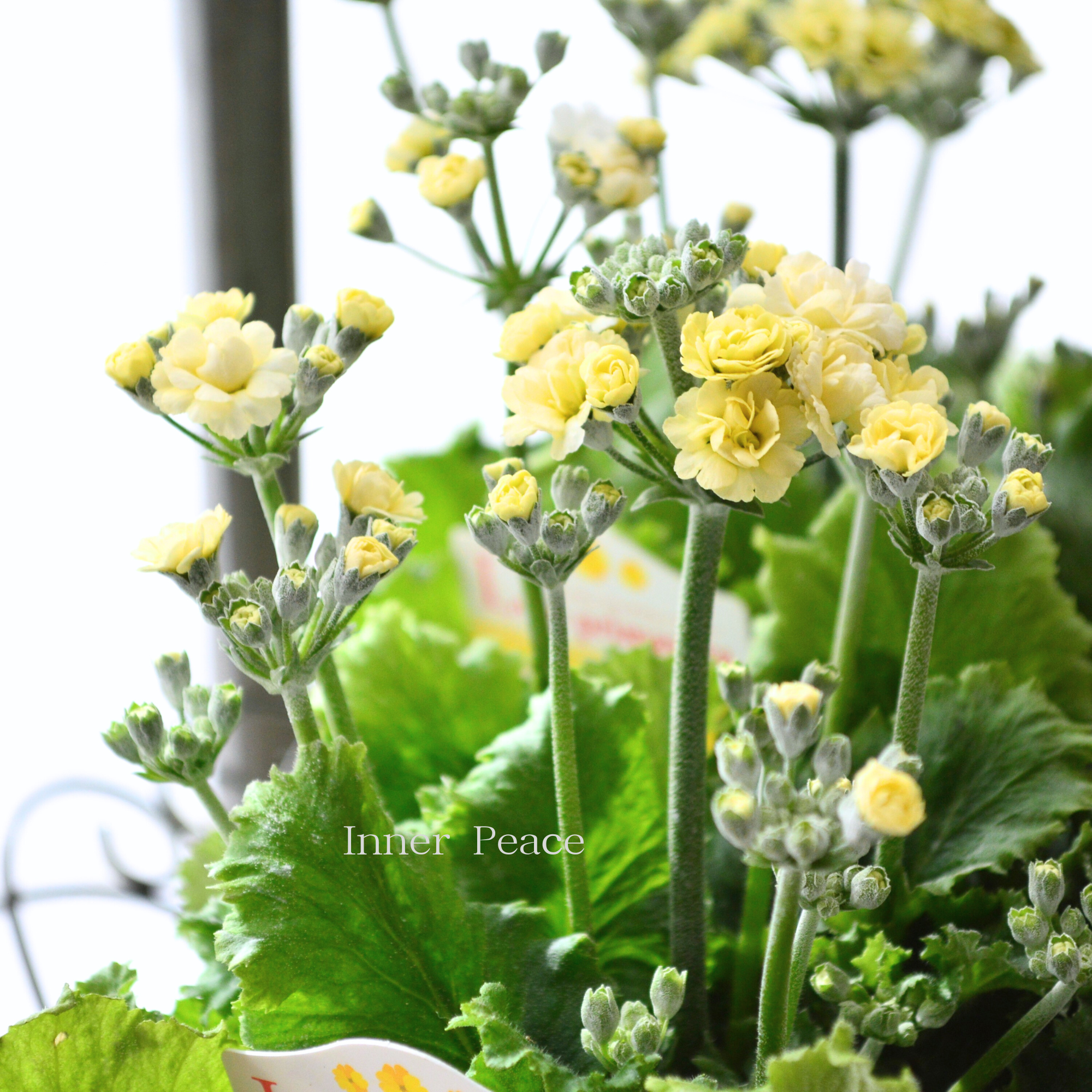 【春色】 プリムラ マラコイデス 『ルーチェ プリマヴェーラ』　　3.5寸POT