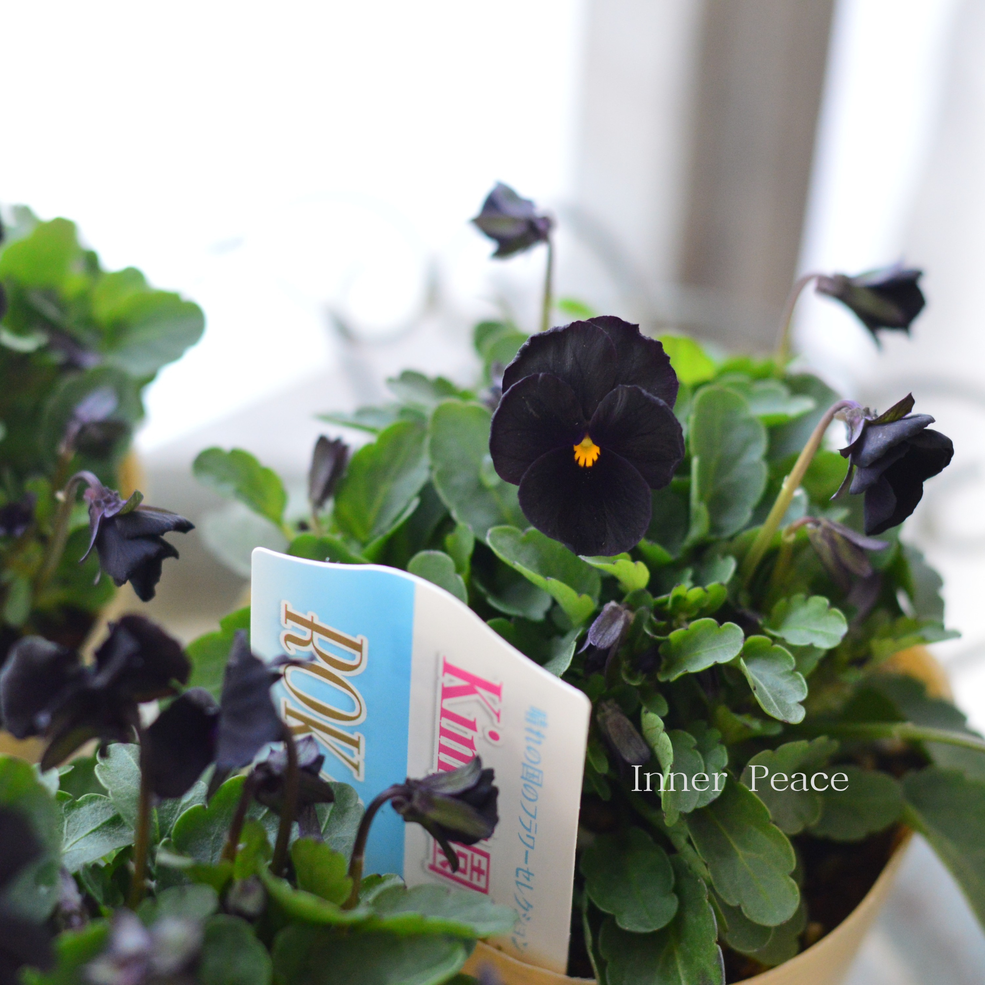 【Kim農園さん】 ビオラ　『ブラック』　　3.5寸POT