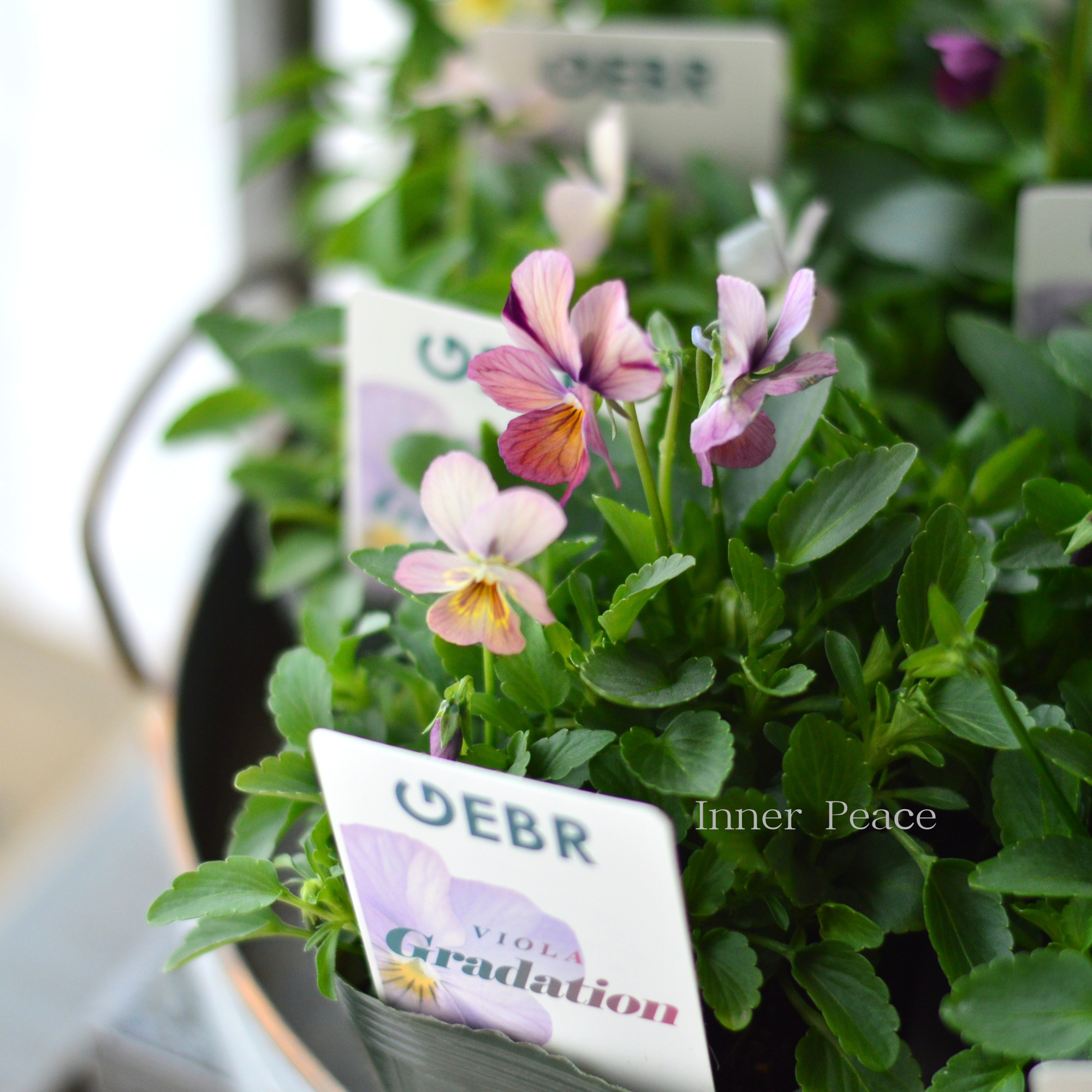 【ゲブラさん】  ビオラ　『グラデーション』　3.5寸POT