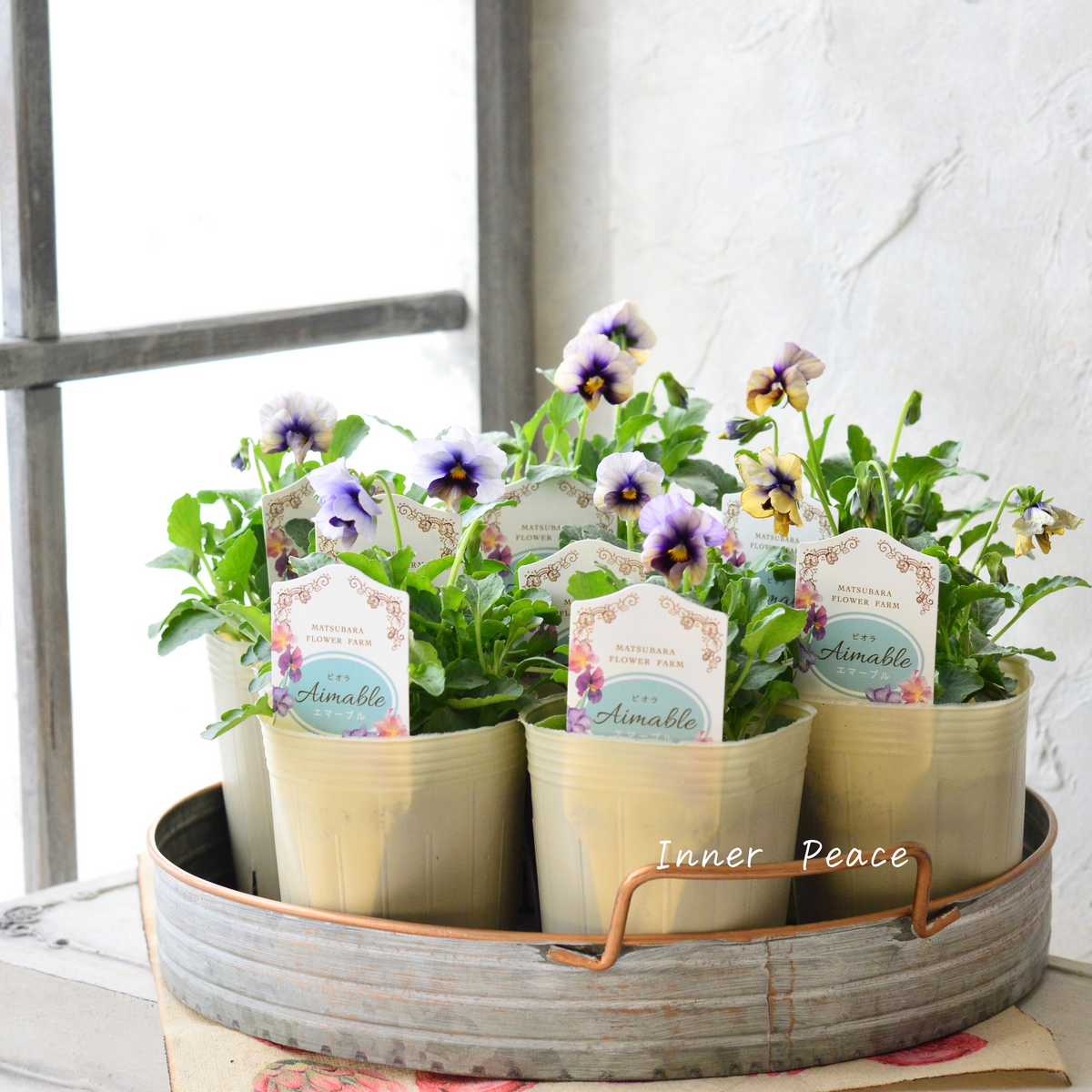 マツバラフラワーファームさん】 ビオラ 『エマーブル・ムーンライト