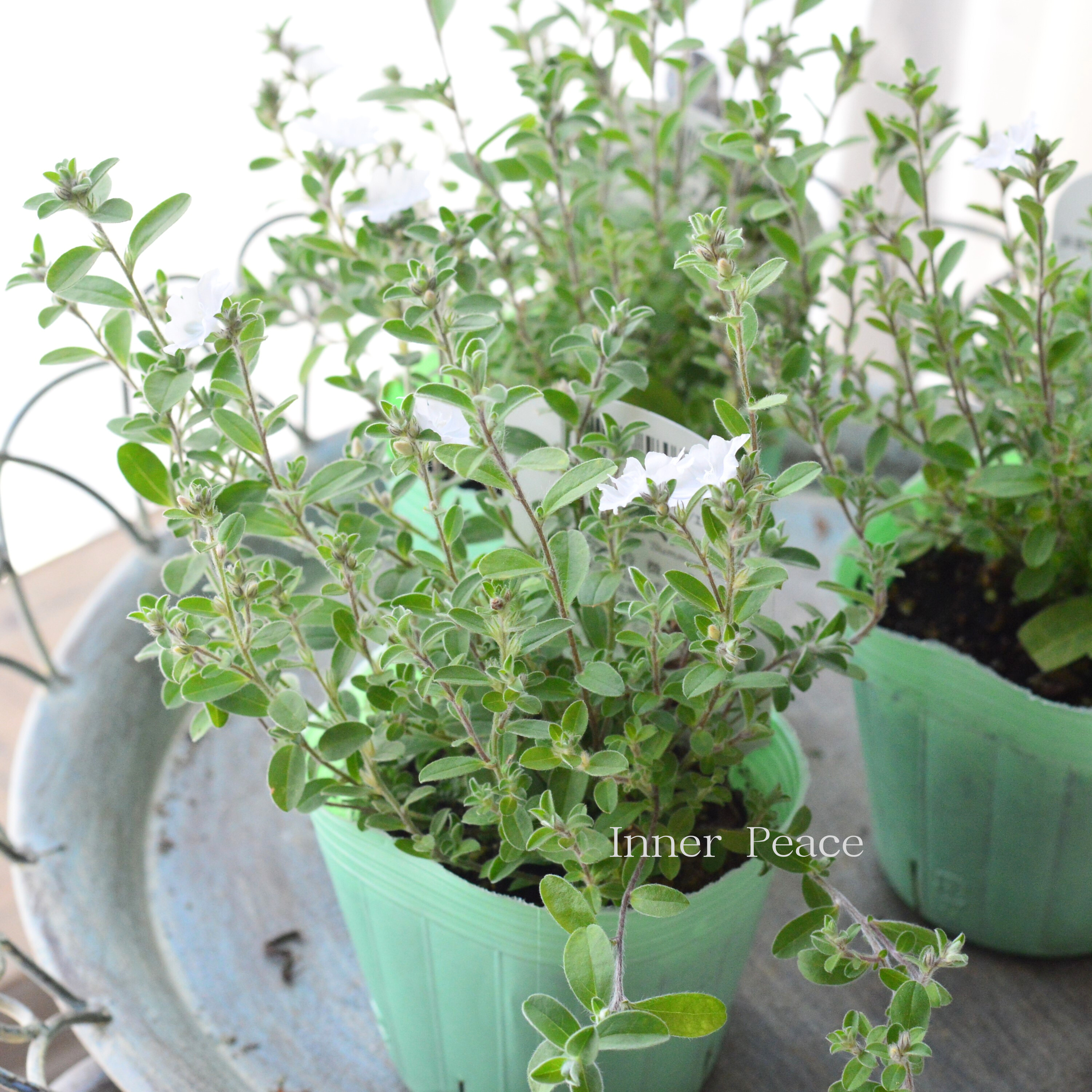 【開花期が長い】 エボルブルス　『サマースノー』　　3寸POT