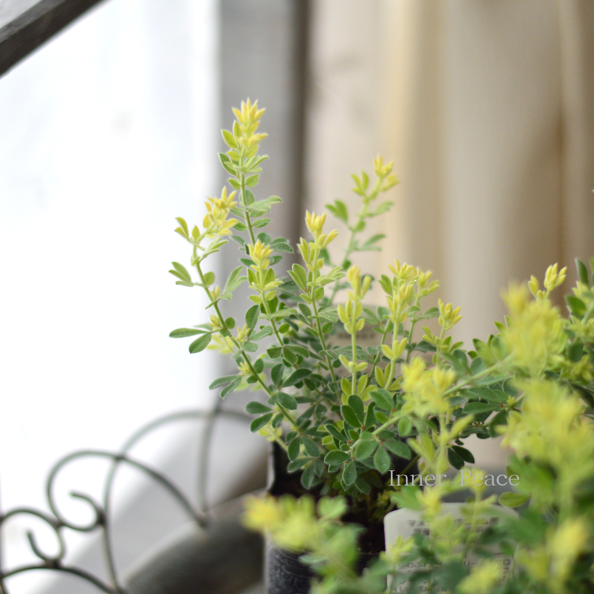 【暑さ寒さに強い】 ロータスブリムストーン　2.5寸～3寸POT