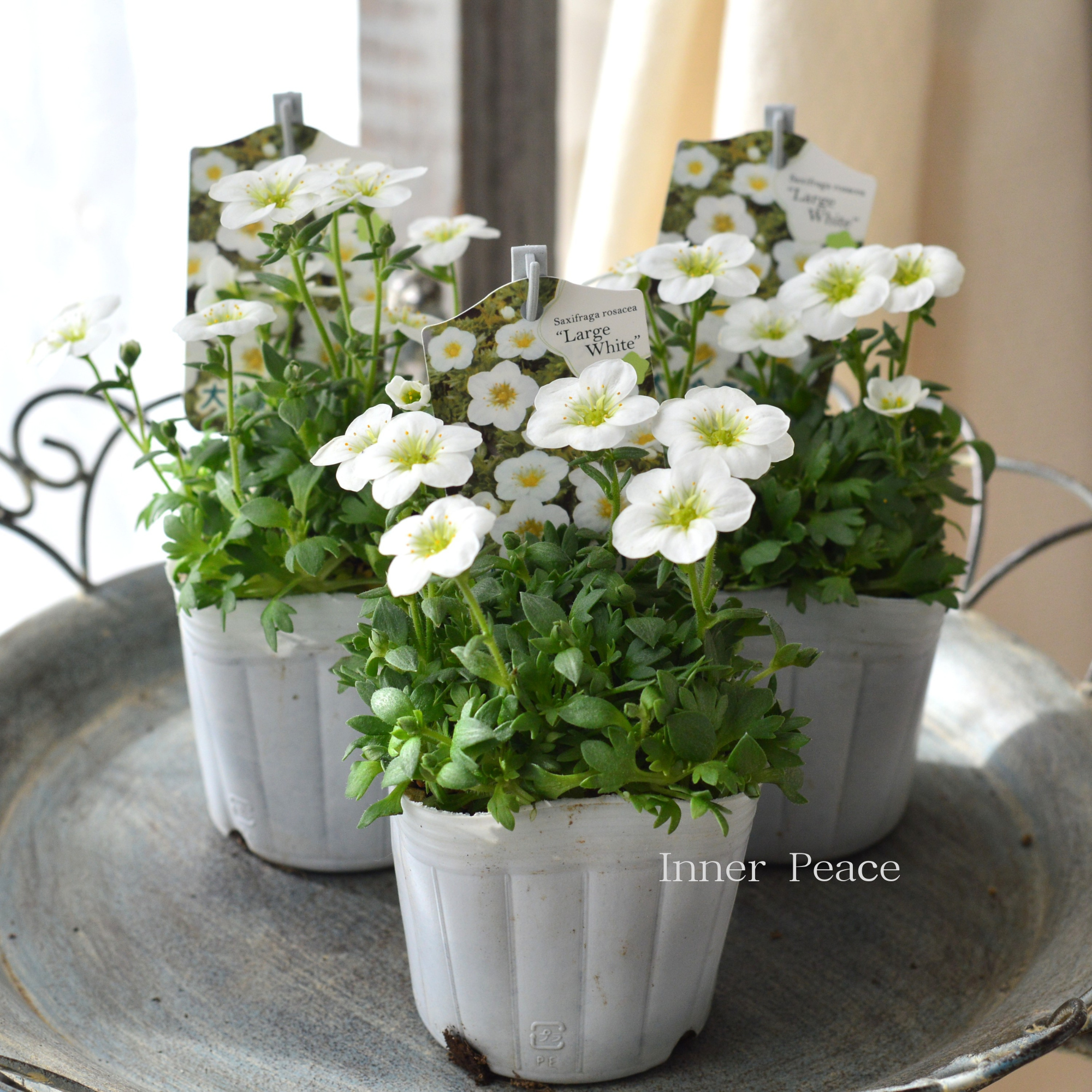 【寒さに強い】 クモマグサ（雲間草）　『ラージタイプ　ホワイト』　　3寸POT