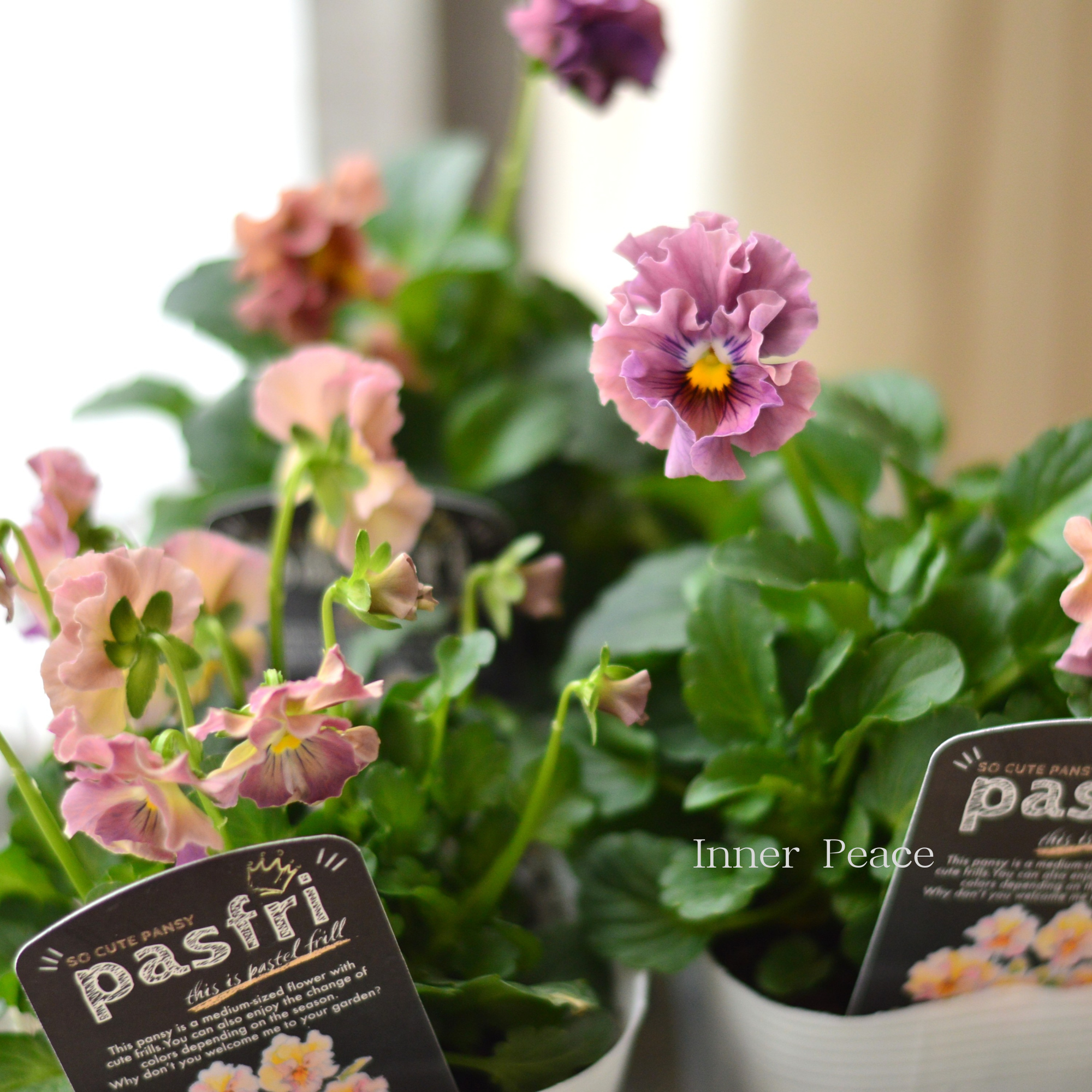 【桂楓園さんオリジナル】 パンジー　『pasfri  ～パスフリ～・１番』   3.5寸POT