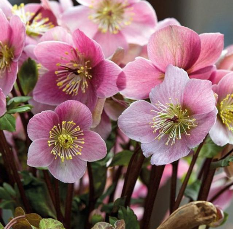 【希少】  クリスマスローズ 『バーブームシフラ』　　4寸鉢