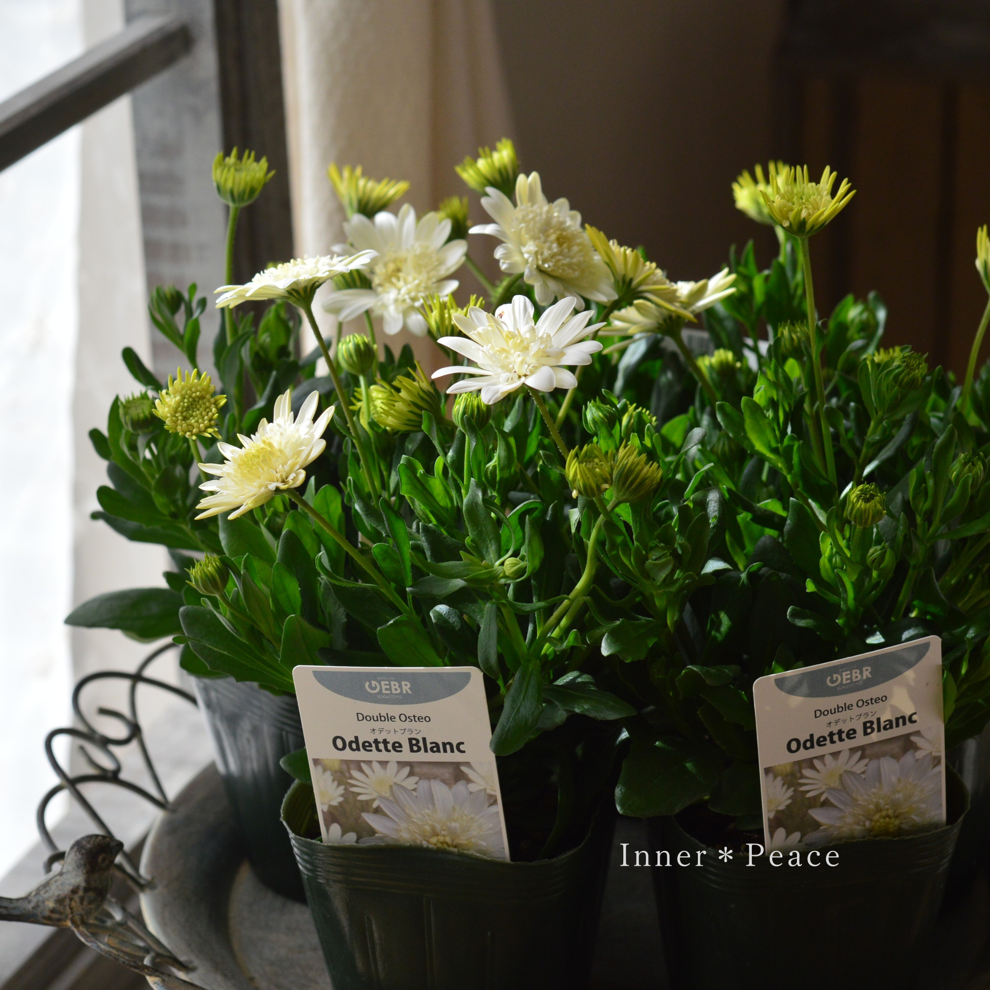 【ゲブラさん】  オステオスペルマム　『オデットブラン』  3.5寸POT