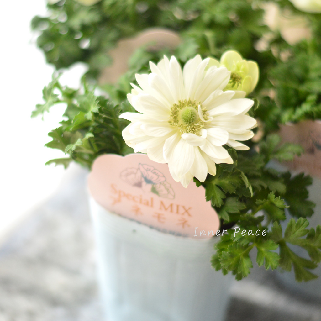 花咲く　乳白青被せ花縁　中鉢 産地直送 白鳥花 Mサイズ 鉢色 藍（受け皿セット）／山形 石木花