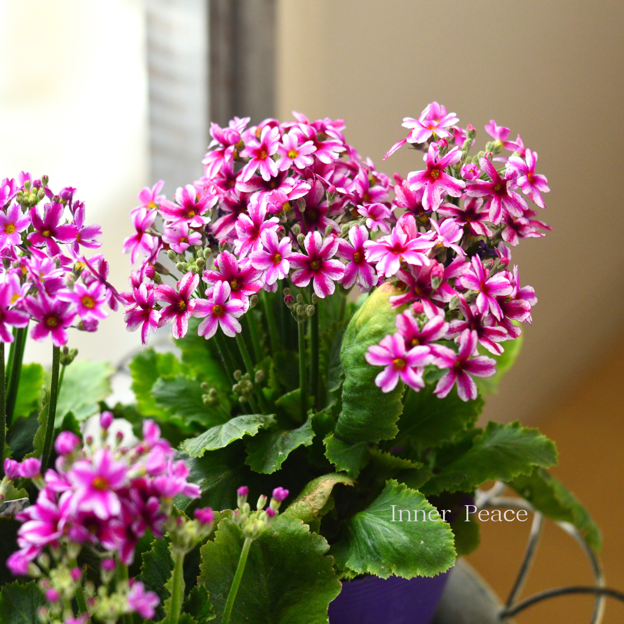 【星咲き】 プリムラ マラコイデス 『エトワール・濃いピンク系』　　3.5寸POT