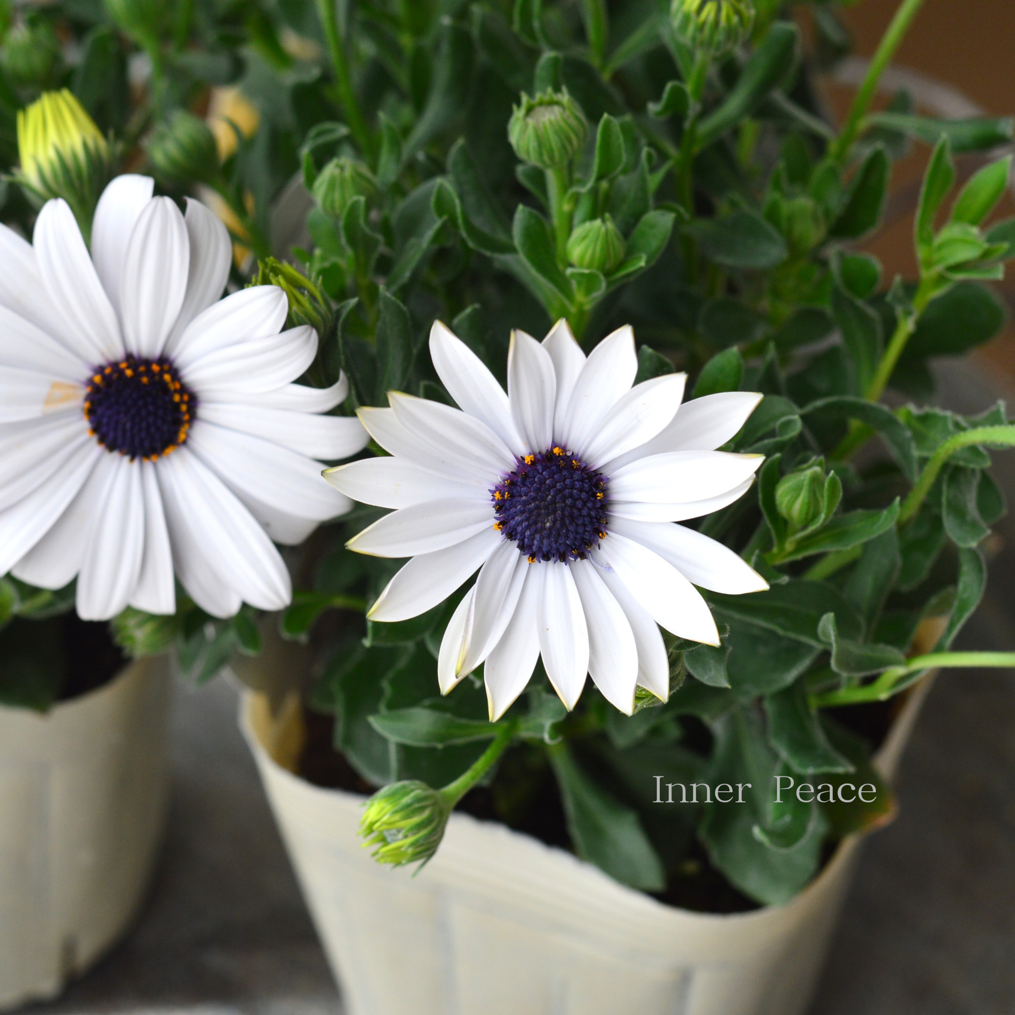 【八重咲き】 オステオスペルマム　『マルガリータ・ホワイト』   3.5寸POT