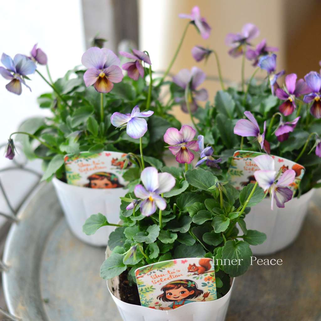 パルプンテビオラ2苗セット パルプンテビオラ2苗セット