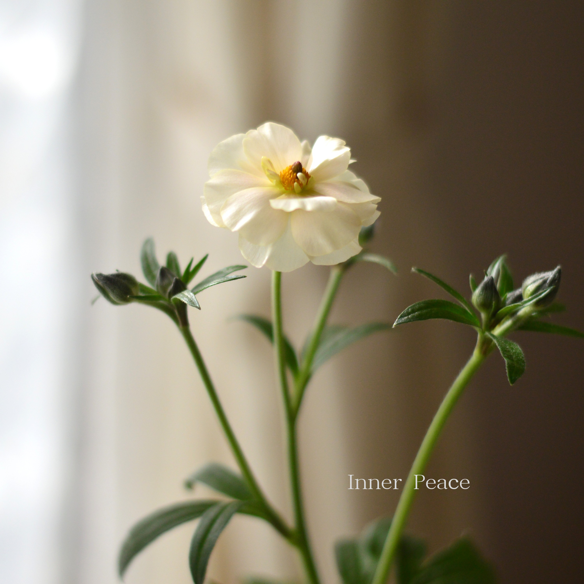 【美しい】 ラナンキュラス・ラックス 『ケラモス』　 4寸POT