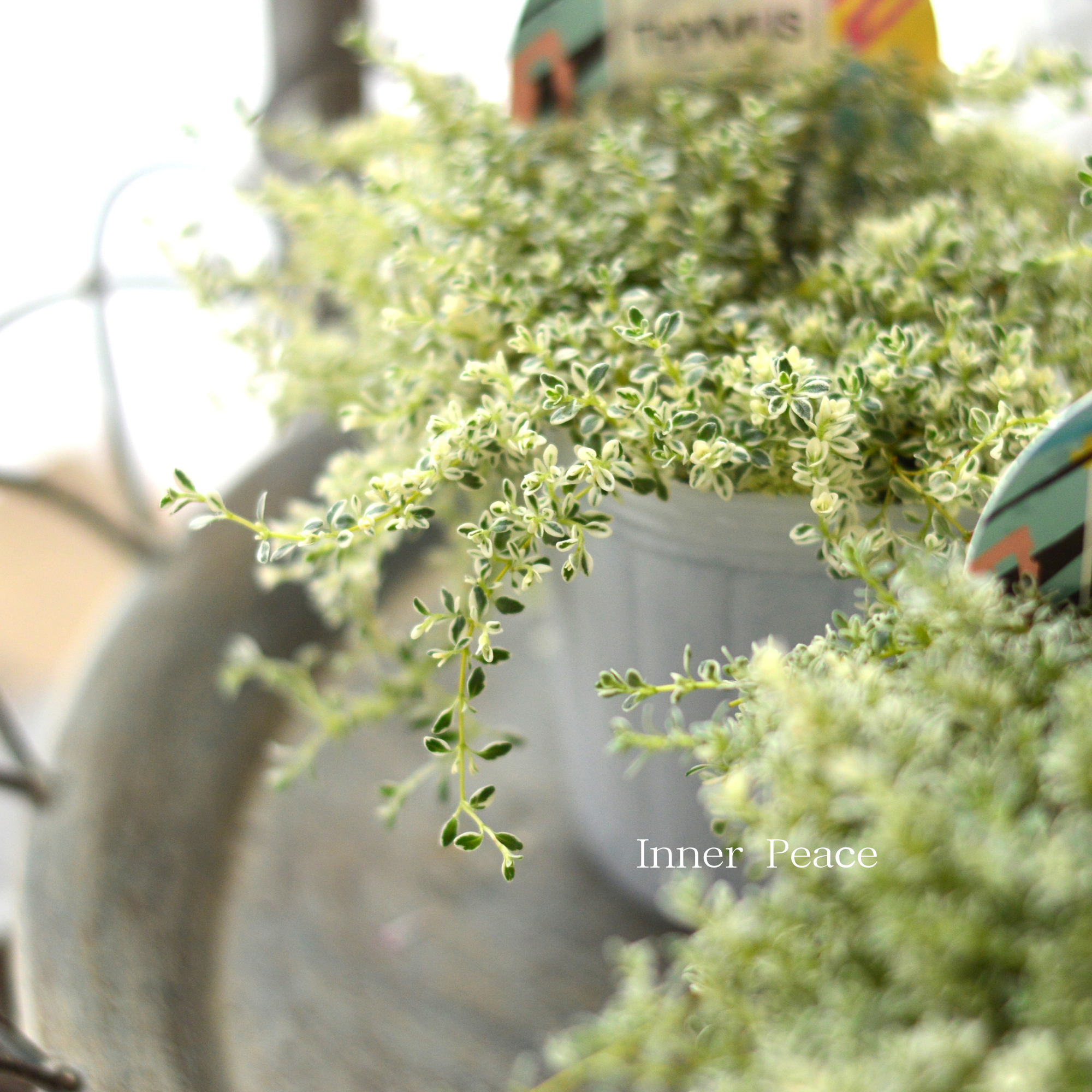 【白斑入り】 クリーピングタイム　『ホイップクリーム』　2.5寸POT