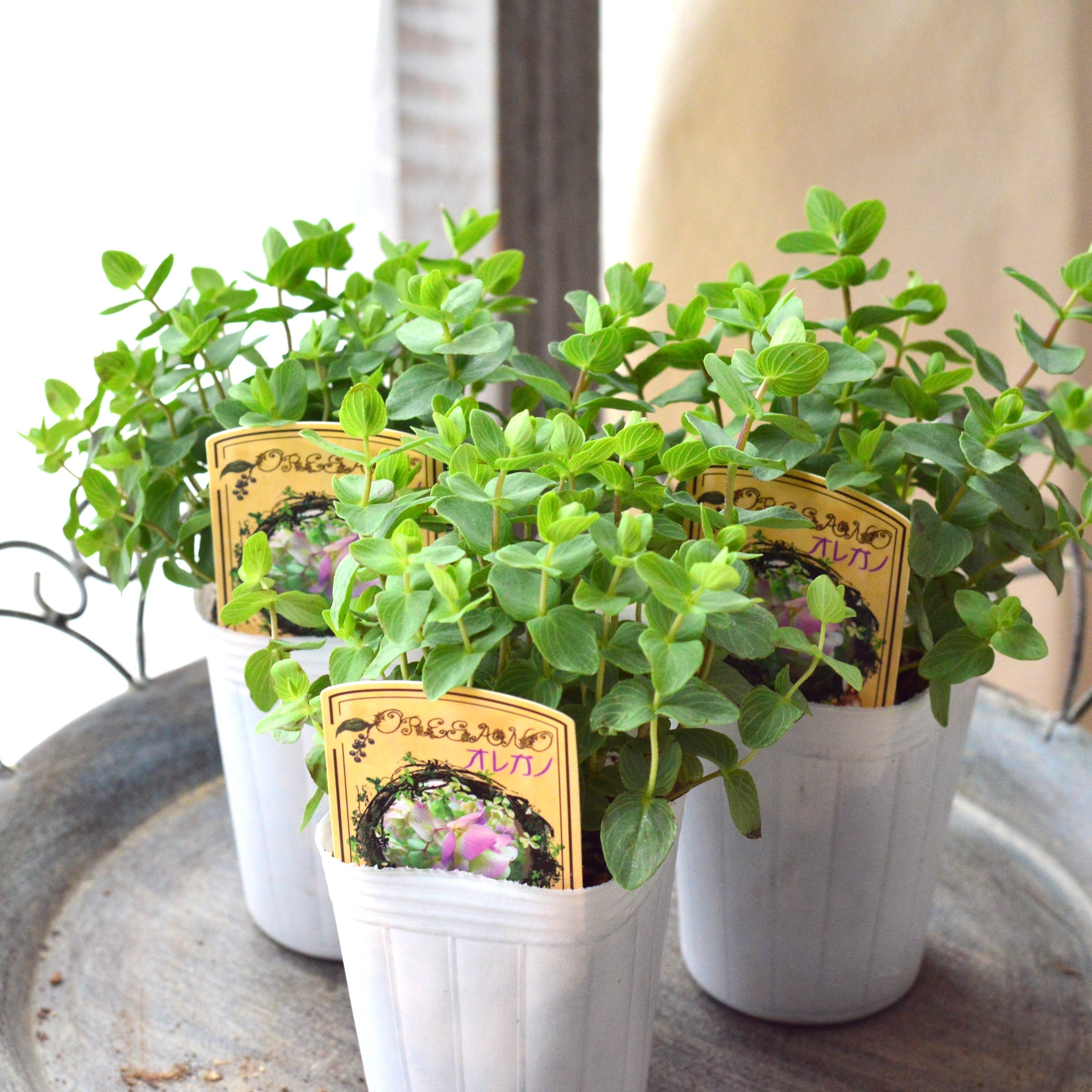 ♥宿根草♥育てやすく人気のハーブ♥オレガノケントビューティー♥ポットごと発送 Amazon | 宿根草 観賞用ハーブ オレガノ ケントビューティー 1