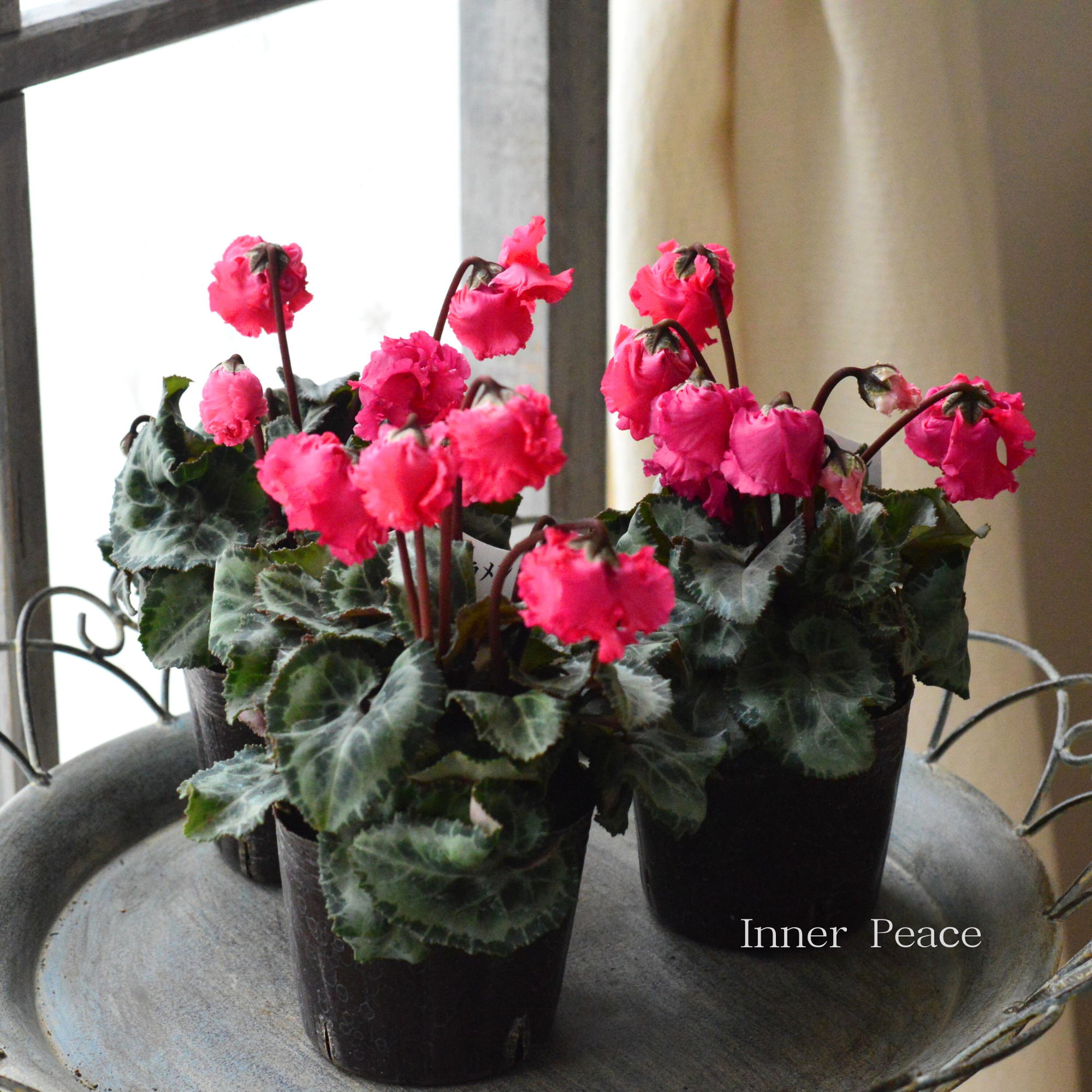 【かわいい】 ミニシクラメン　『クロシェット・ピンク系』　3.5寸POT