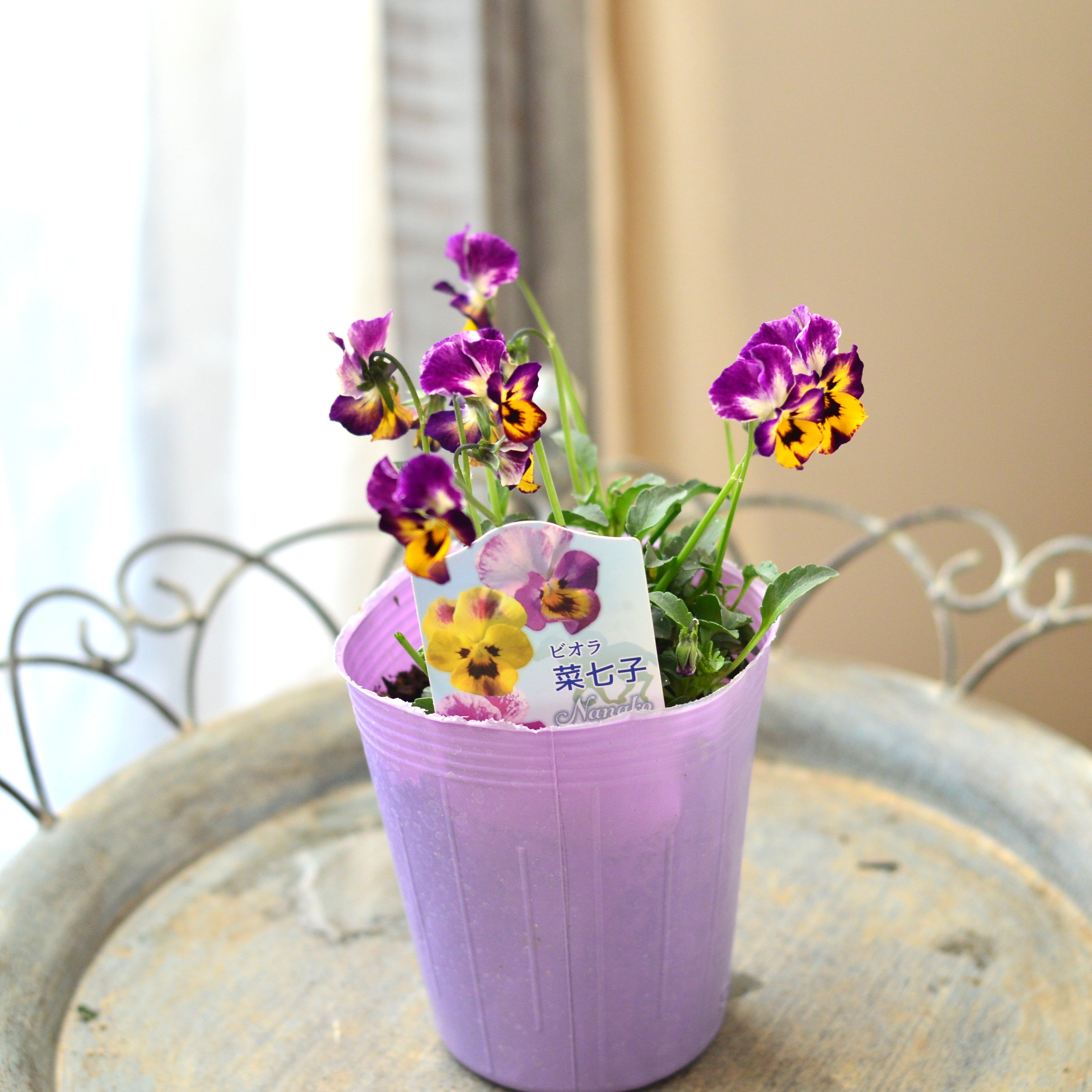 【花夢園芸さん】 ビオラ 　『菜七子』　3寸ロングPOT