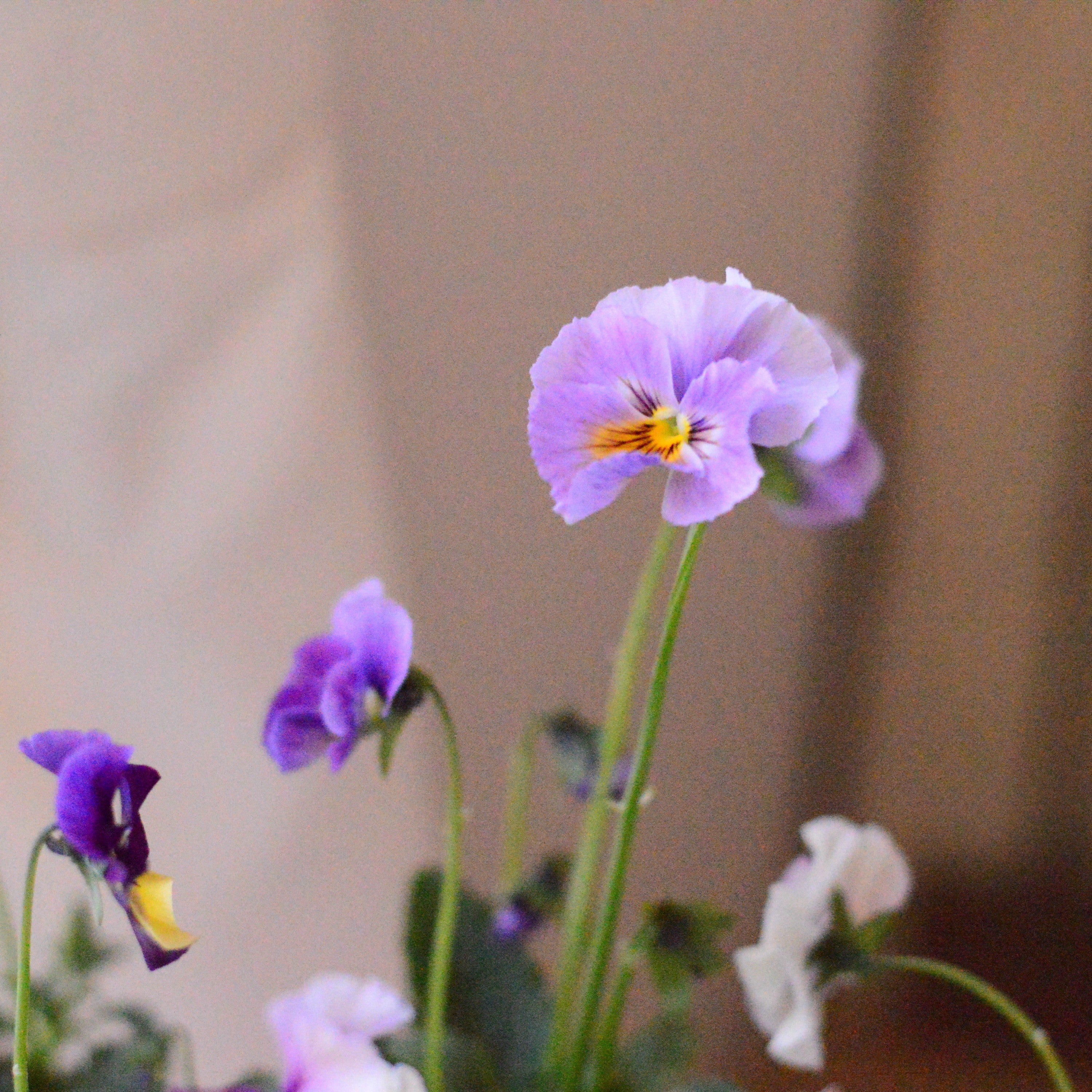 吉村龍典さん育種ビオラ】 君待ちシリーズ 3.5寸POT