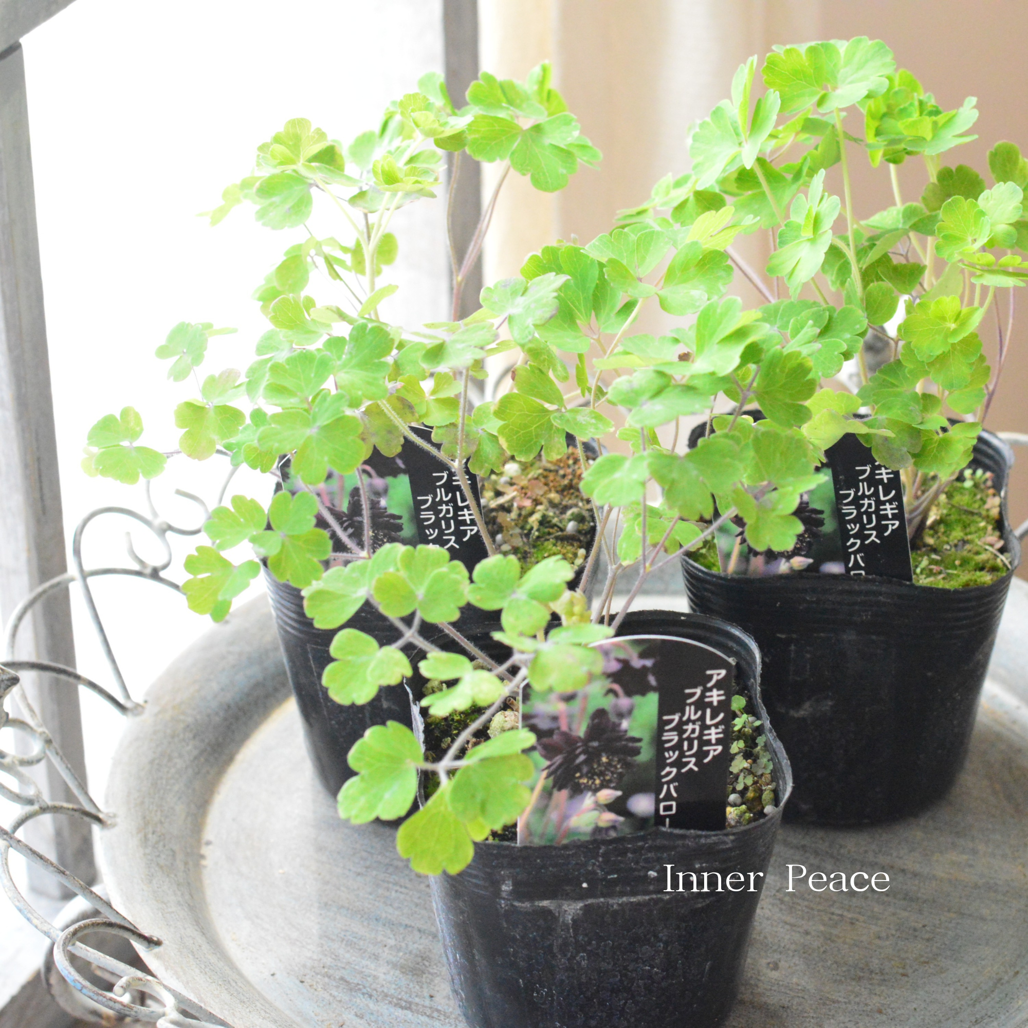 【八重咲き】 西洋オダマキ 『バロー・ブラック』　  3.5寸POT