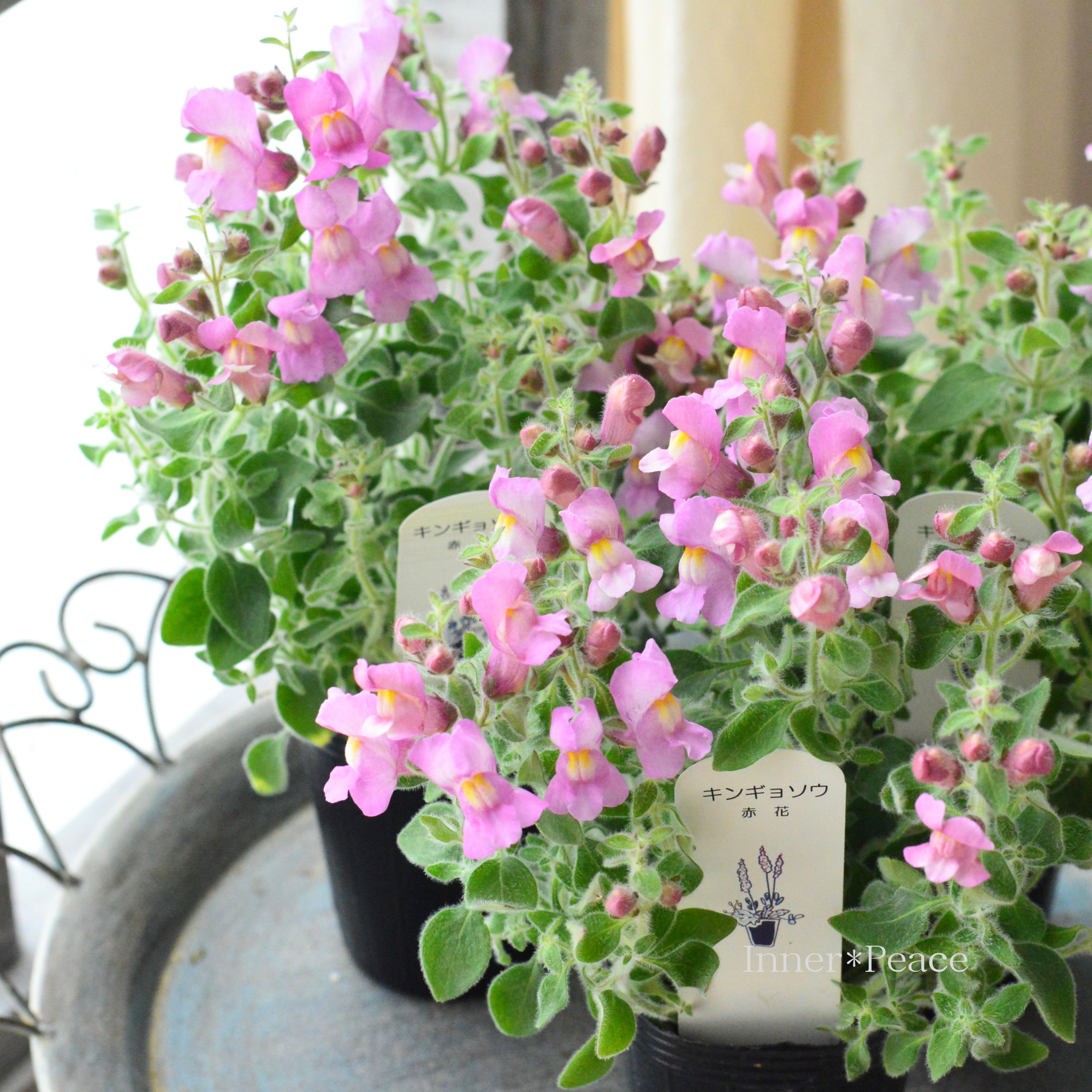 【ふわふわ】 キンギョソウ 『赤花』　2.5寸POT