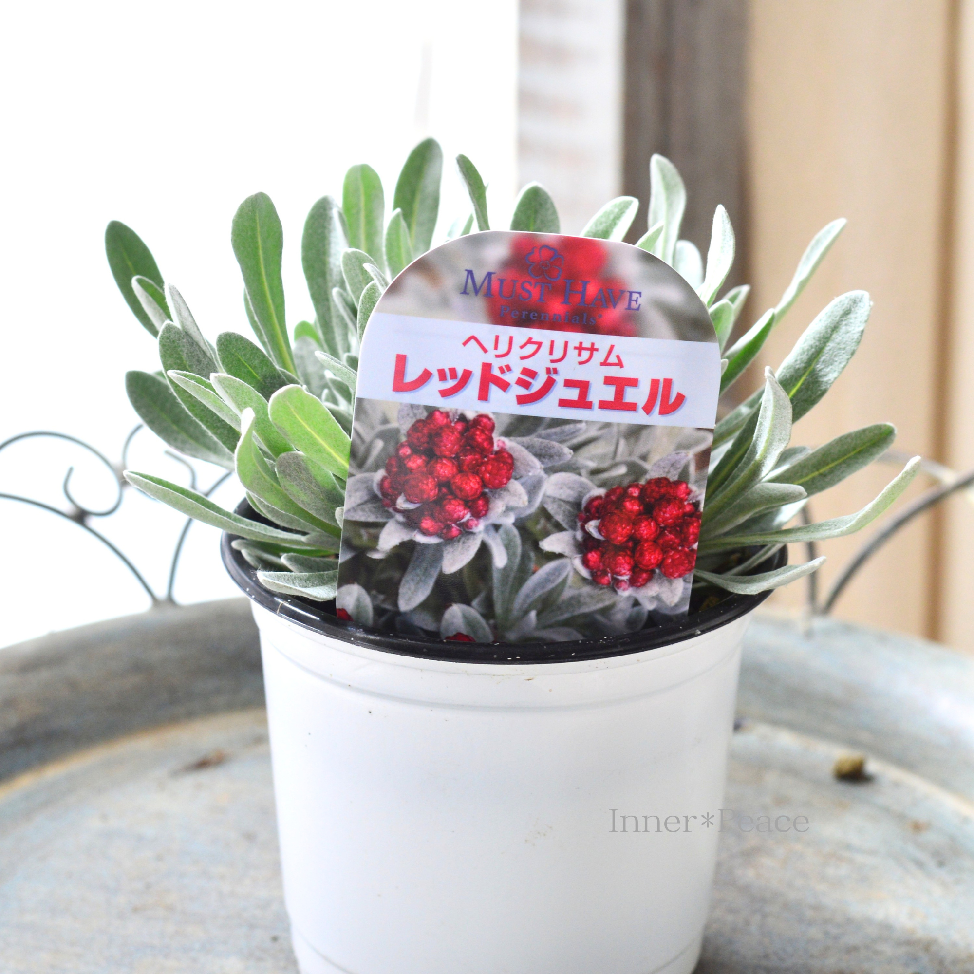 【ユニーク】 ヘリクリサム　『レッドジュエル』　　3.5寸POT