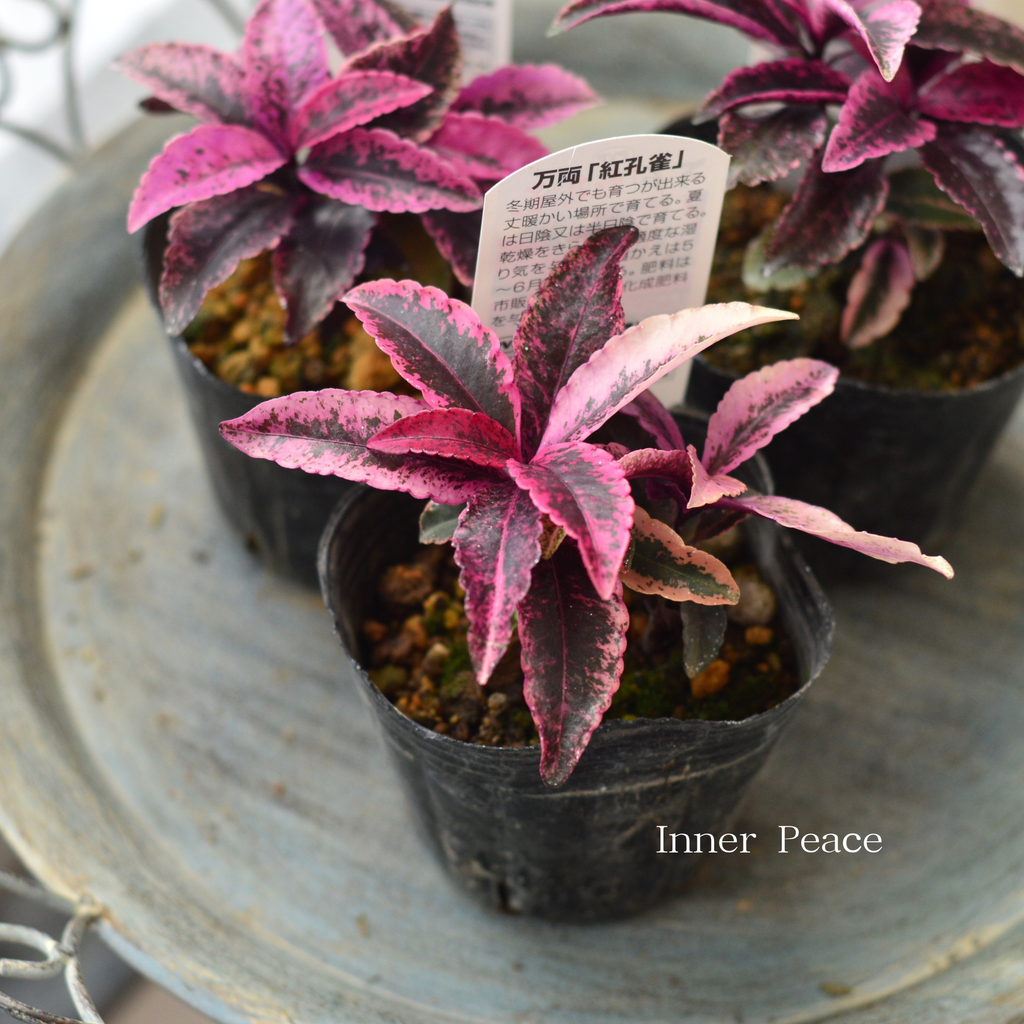 斑入り】 万両 『紅孔雀』 3寸POT