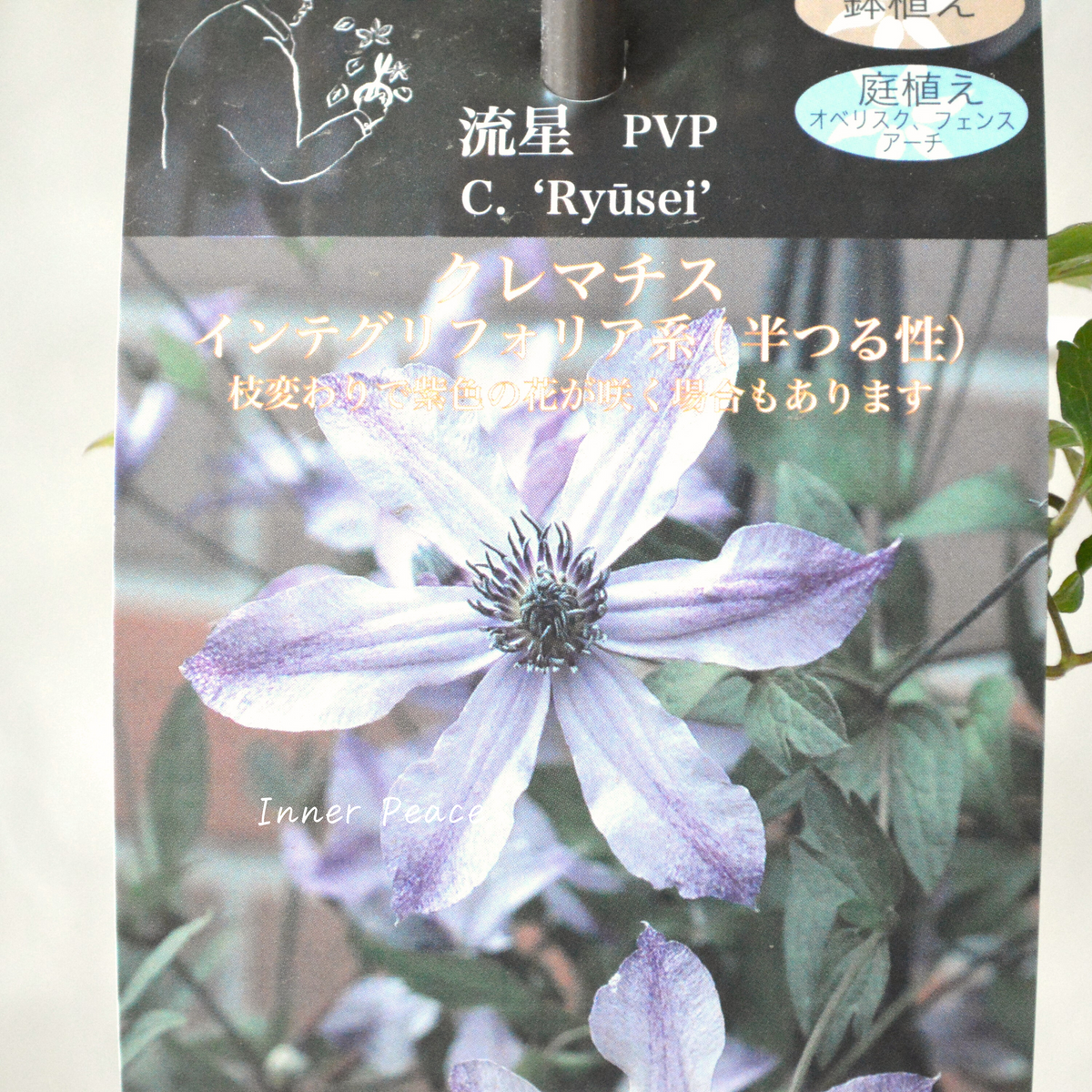 希少　クレマチス　流星　正規品　大株　開花後 希少クレマチス 流星｜Yahoo!フリマ（旧PayPayフリマ）