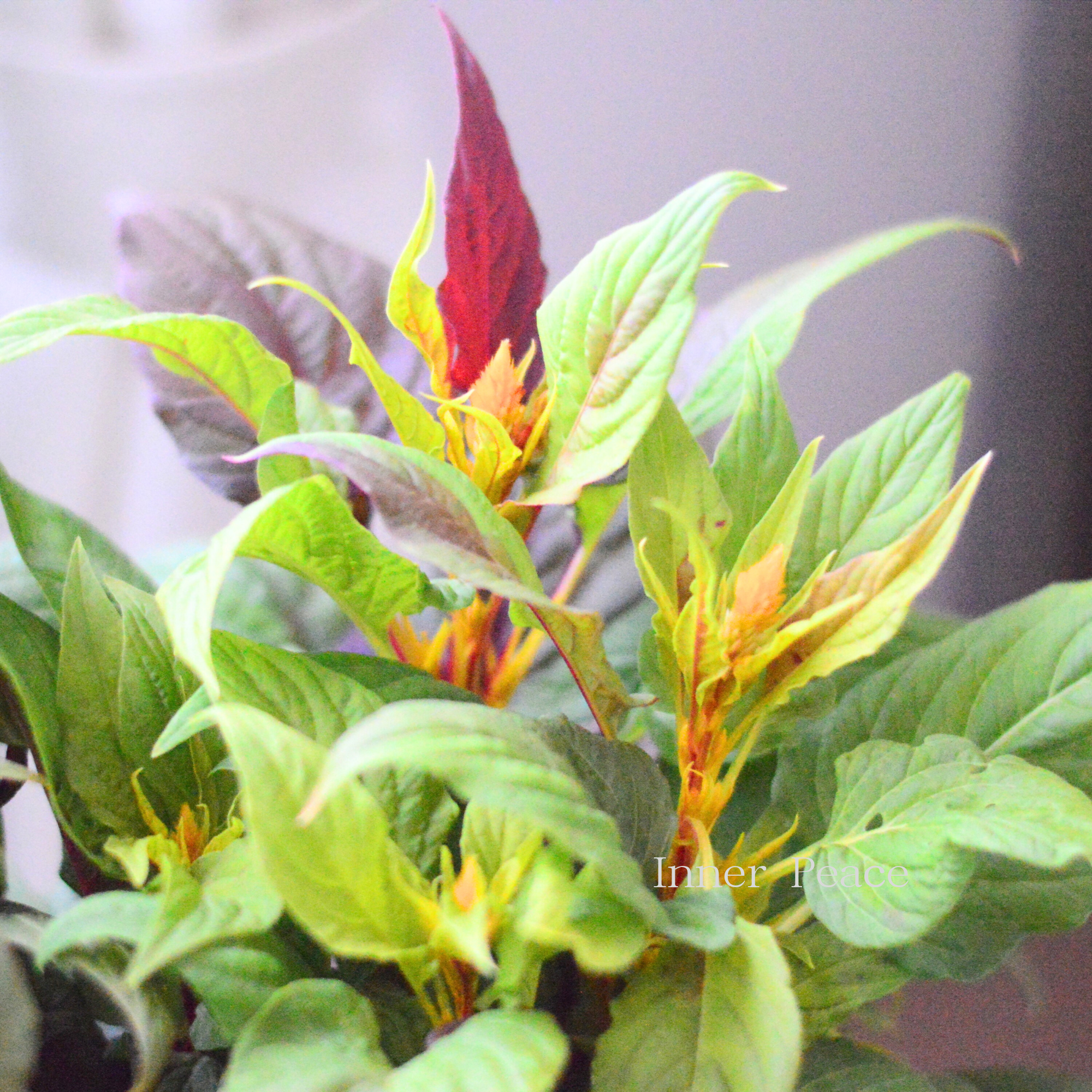 【ゲブラナガトヨさん】 ケイトウ　『霧島の秋・キメラ咲き』　3.5寸POT