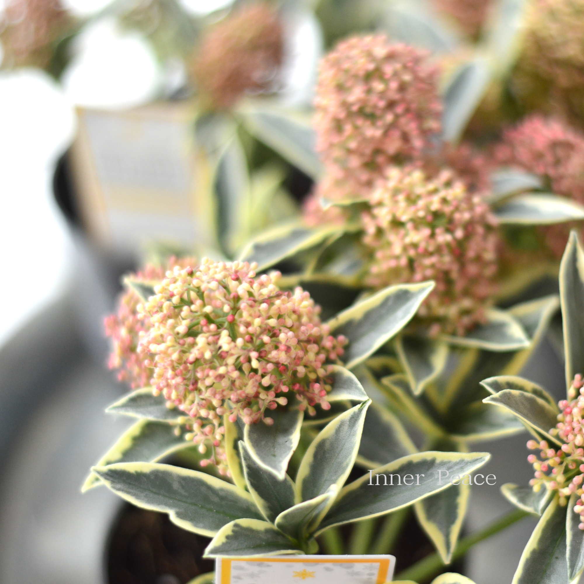 【希少】斑入り スキミヤ　『マジックマルロー』　　3.5寸硬質POT