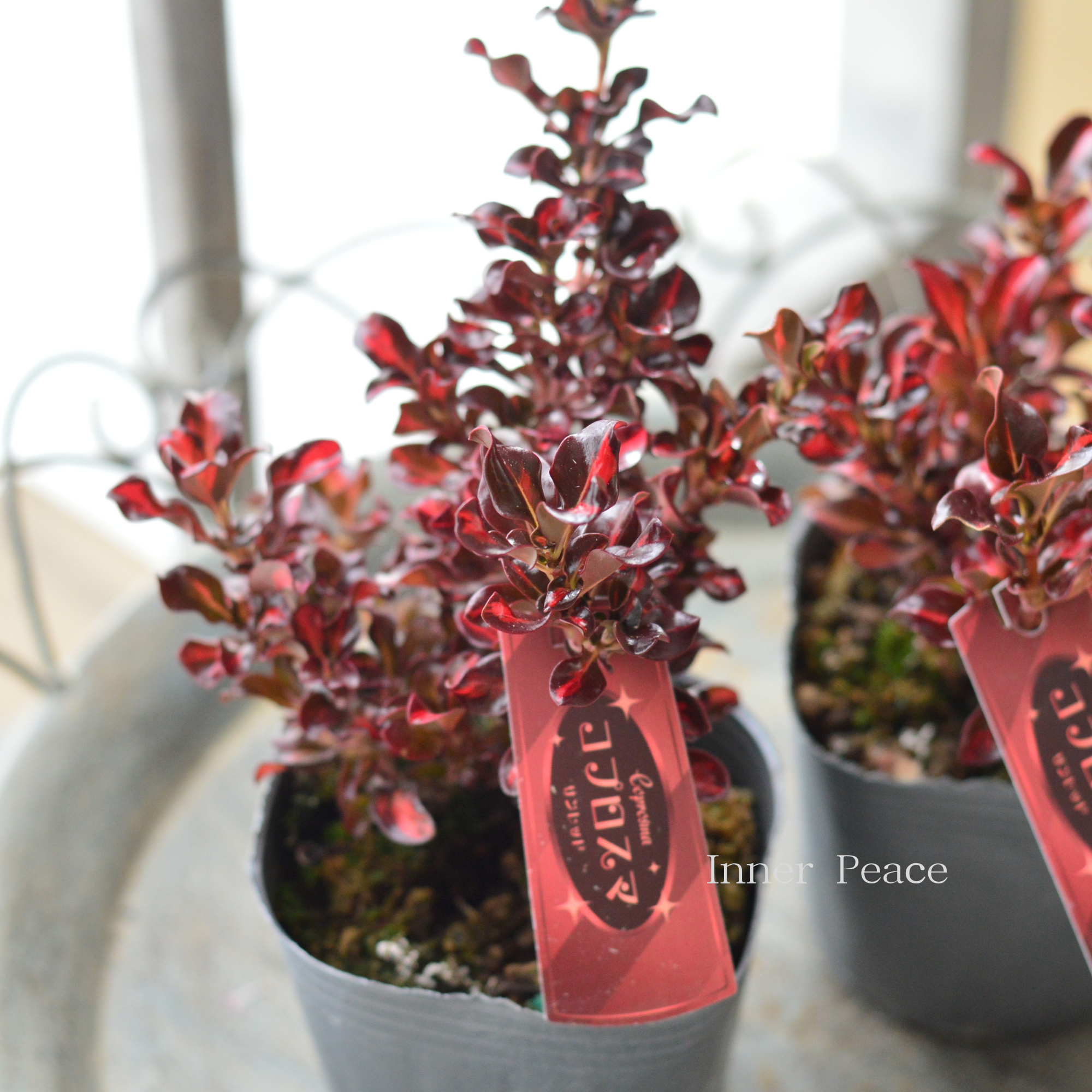 【寄せ植えに】 コプロスマ　『サンレッド』　3寸POT