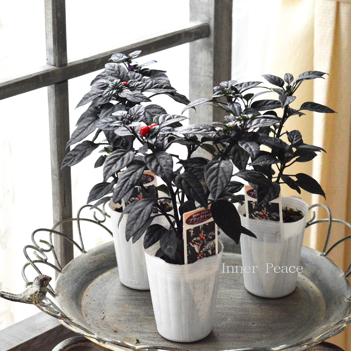 db304e05472143ab23cd31d0ff43f6