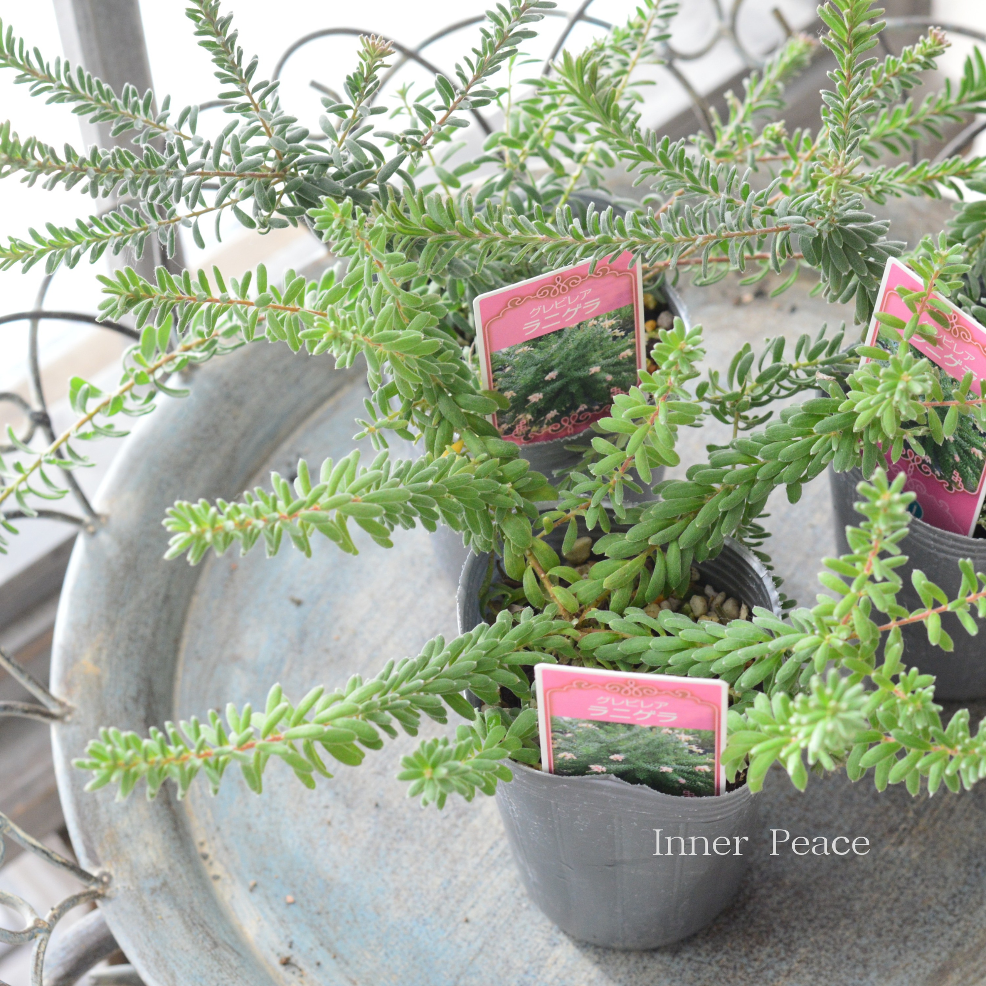 【人気】　グレビレア　『ラニゲラ』　　3寸ロングPOT