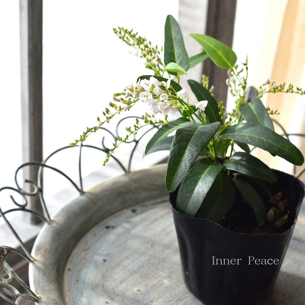 美しい】 ハーデンベルギア 『ホワイト』 3.5寸POT