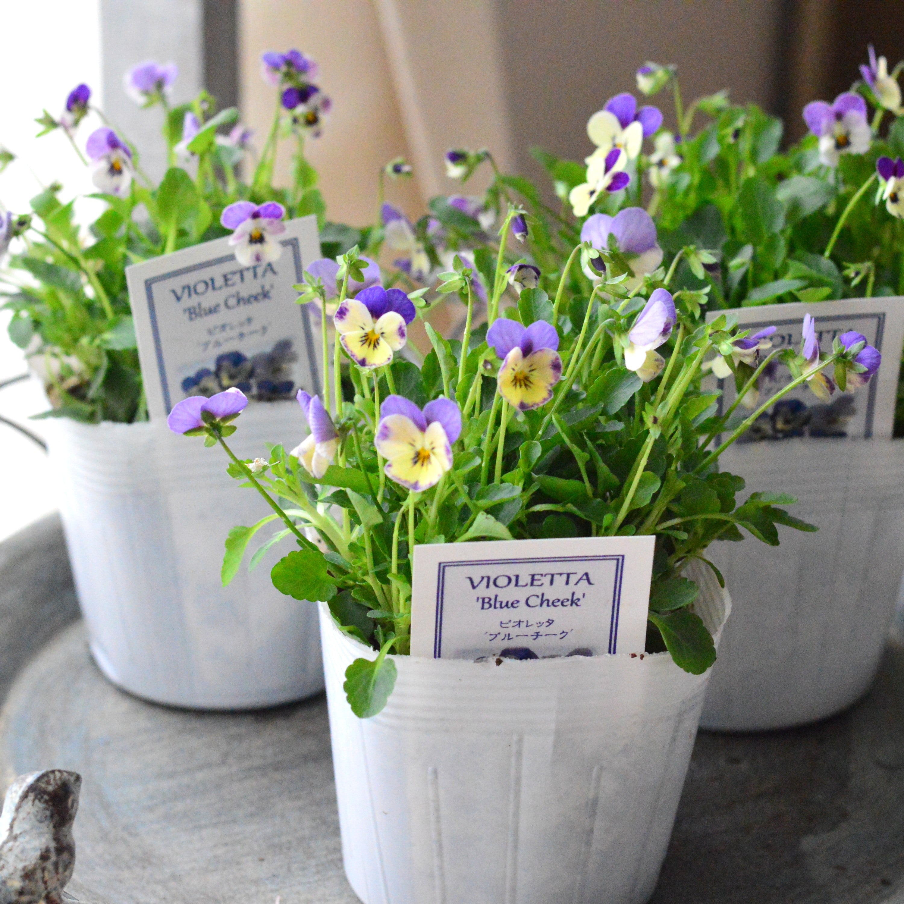 【かわいい】 小輪ビオラ　ビオレッタ　『ブルーチーク』　　3.5寸POT