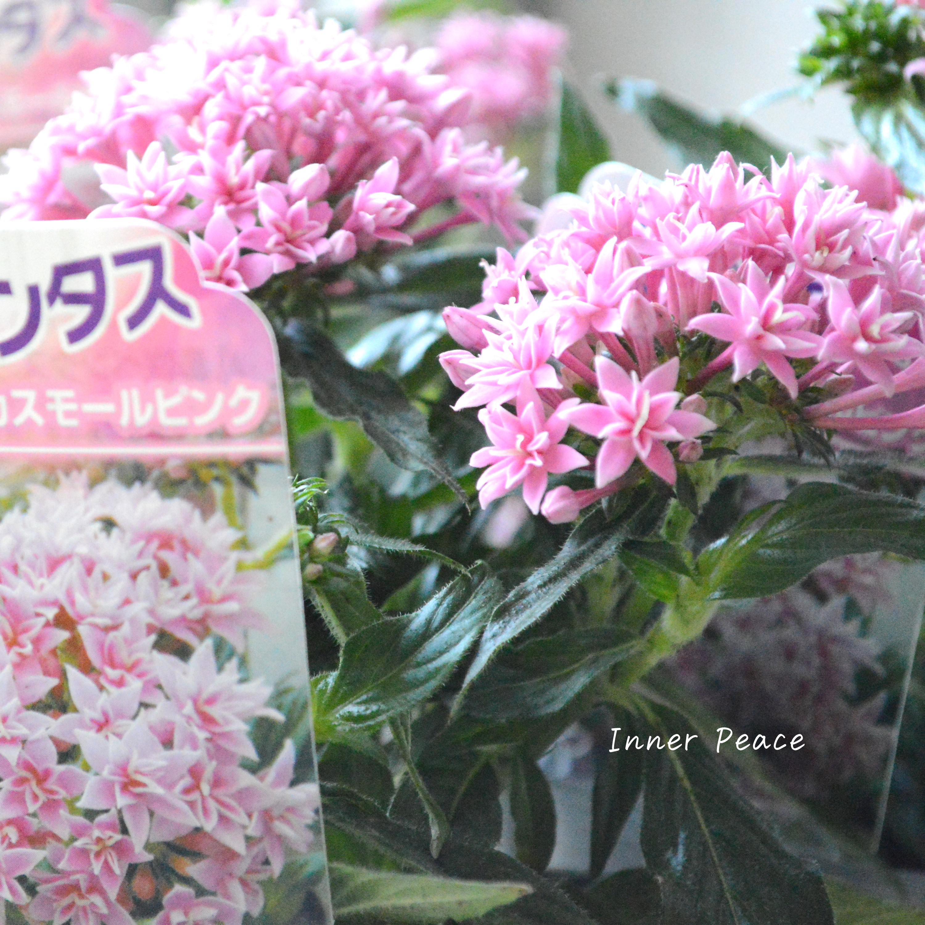 【暑さに強い】 八重咲きペンタス 『ライカ・スモールピンク』　3.5寸POT