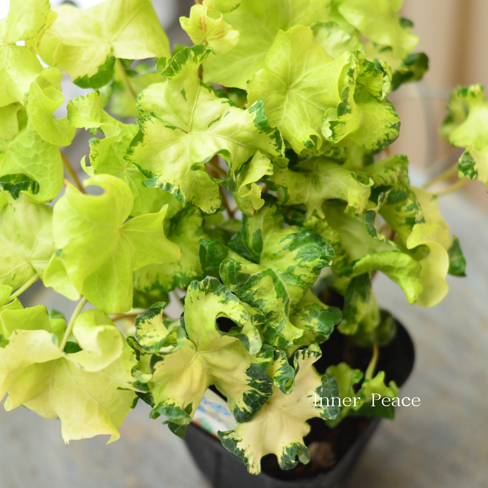 【寄せ植えに】 ヘデラ  ヘリックス 『ムーンライト』　3.5寸POT