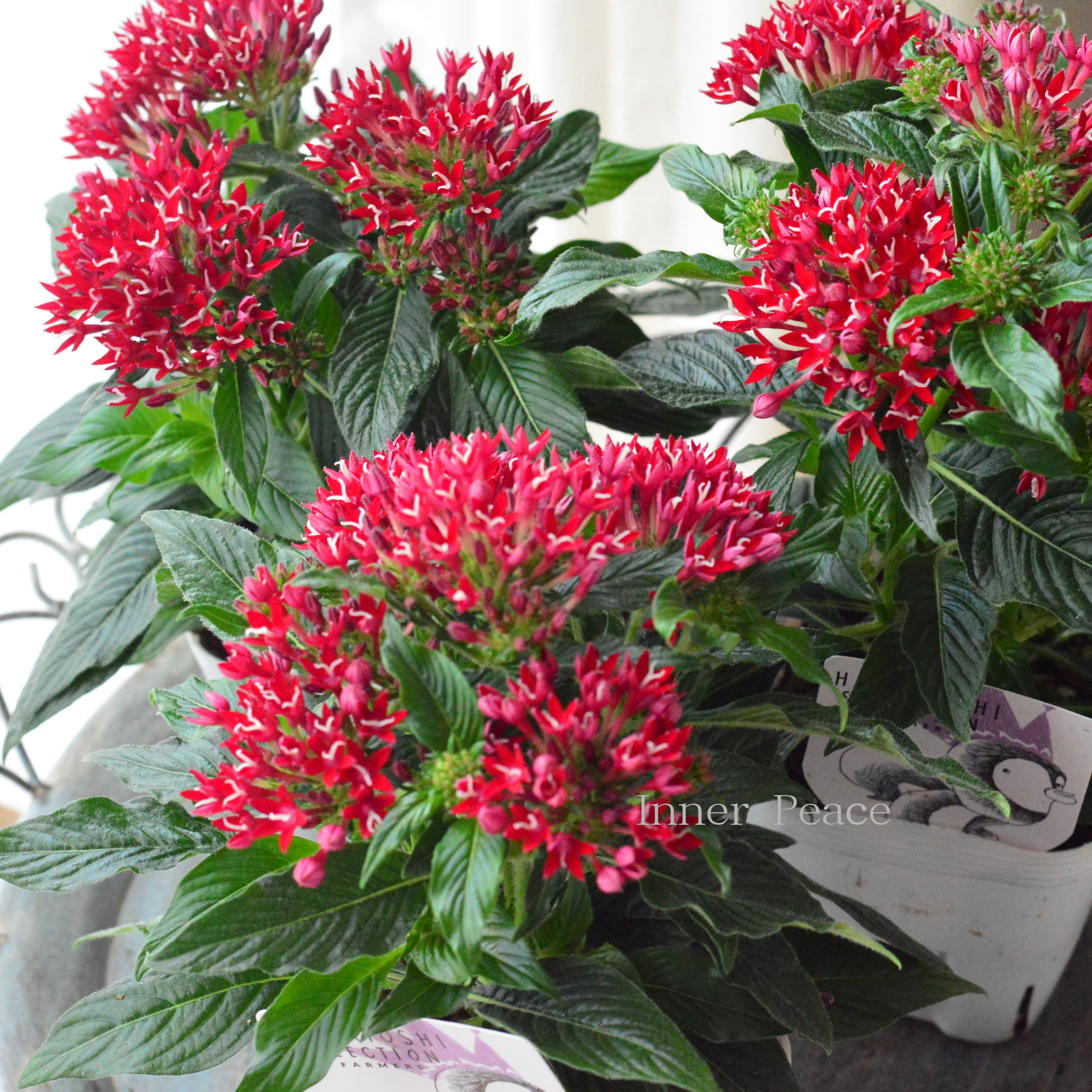 SELSKABSPLANTER CLAUS DALBY クラウス・ダルビイ 園芸 KRUKKER I HAVEN CLAUS DALBY クラウス・ダルビイ 園芸