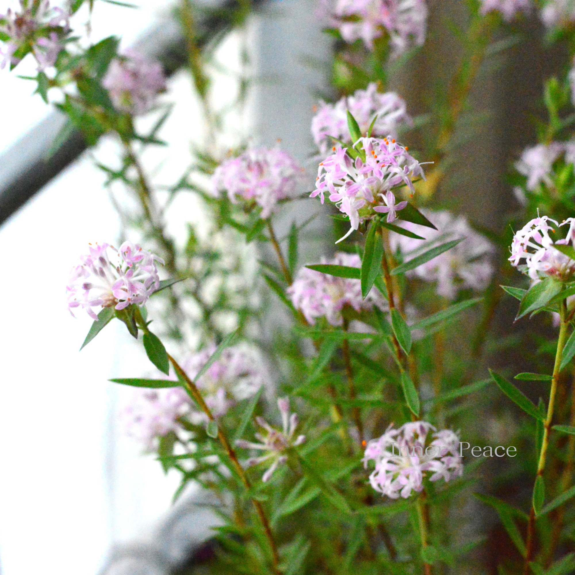 【四季咲き】 ピメレア　『フォーシーズンズ』　　３寸ロングPOT