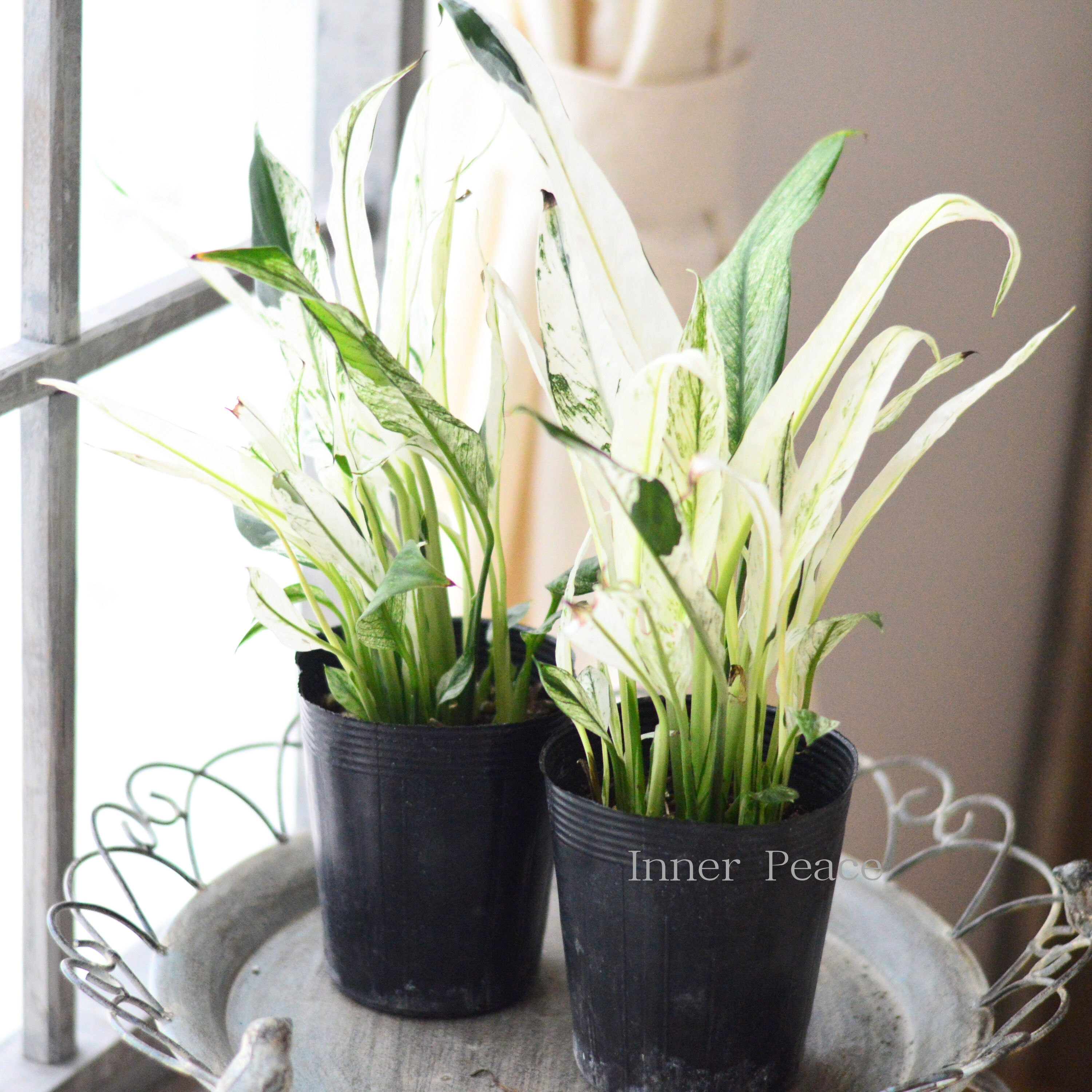 【観葉植物】　スパティフィラム　『ミコ』　　3.5寸ロングPOT