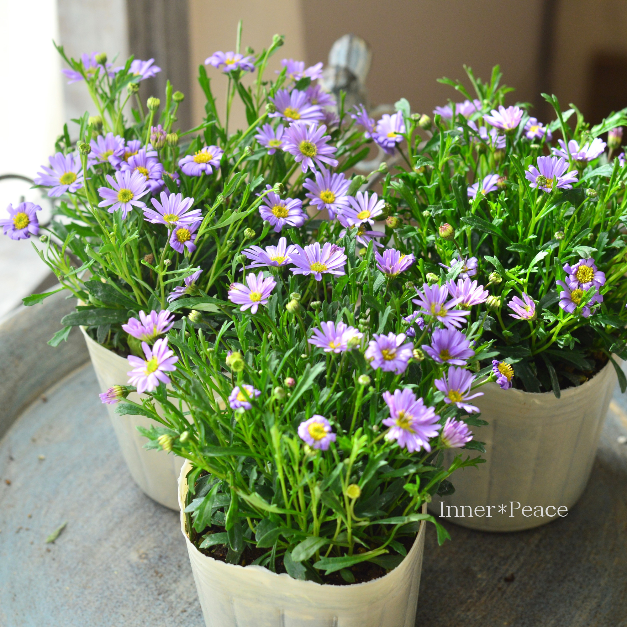 【かわいい】 ブラキカム　『マウブディライト』　　3寸POT